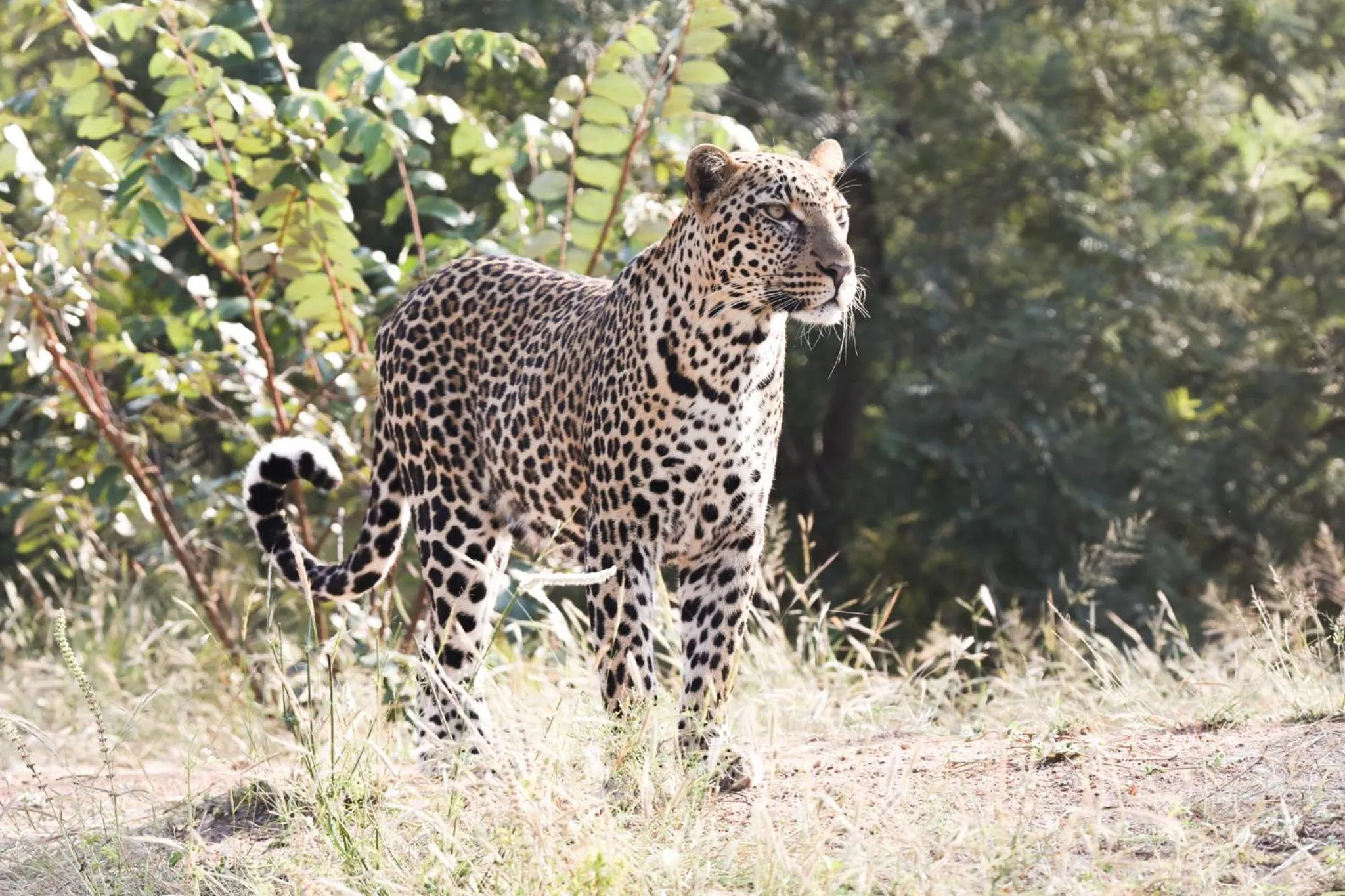 Animals in Karongwe- Shiduli Safari Lodge