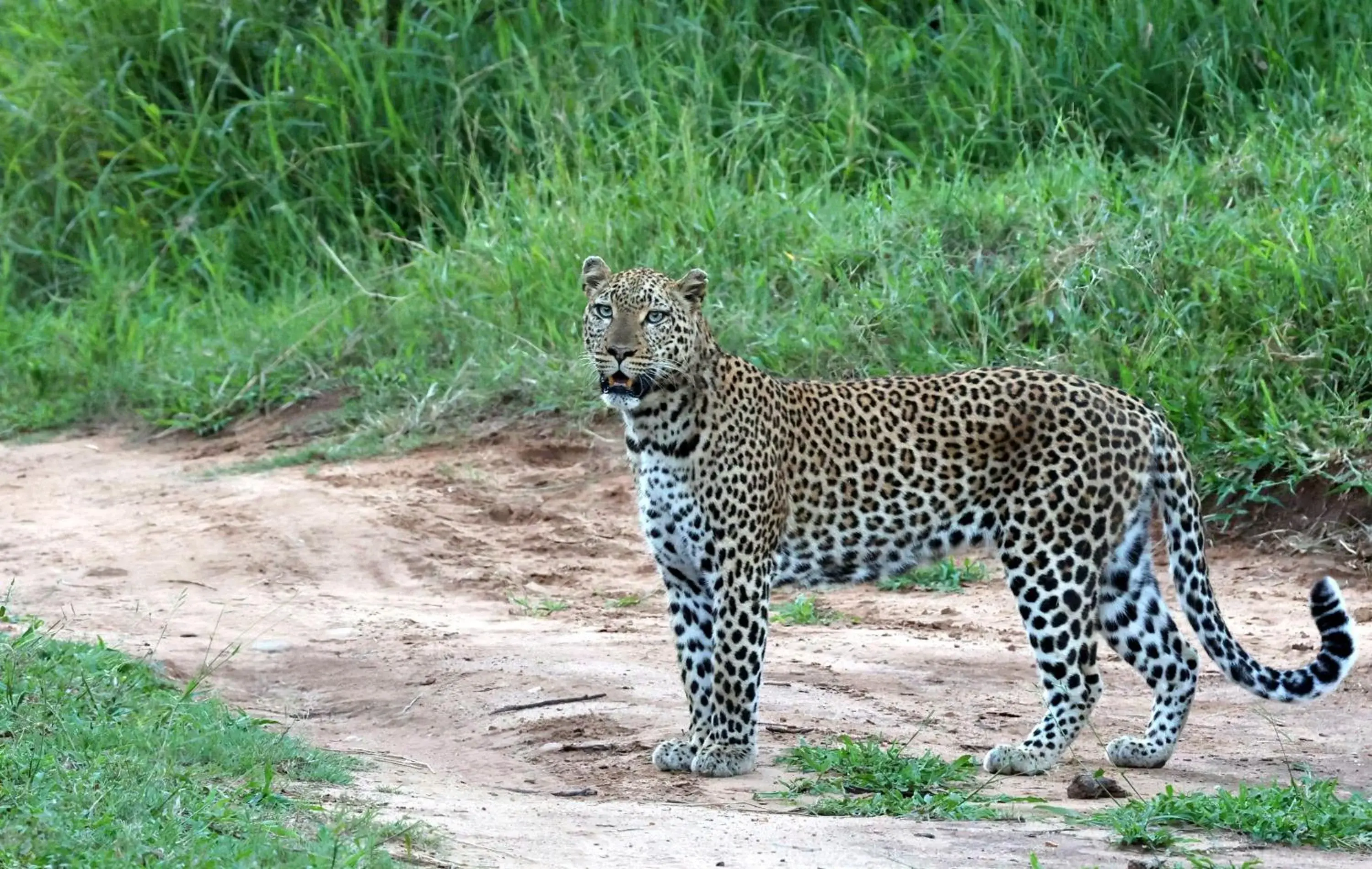 Property building in Karongwe- Shiduli Safari Lodge Property building in Karongwe- Shiduli Safari Lodge