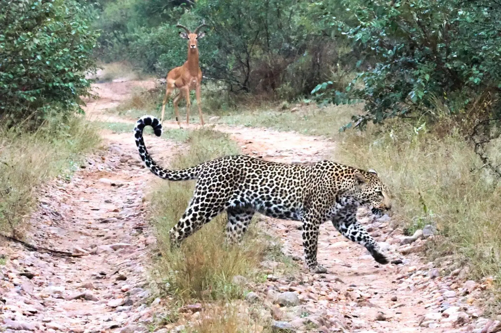 Property building in Karongwe- Shiduli Safari Lodge Property building in Karongwe- Shiduli Safari Lodge