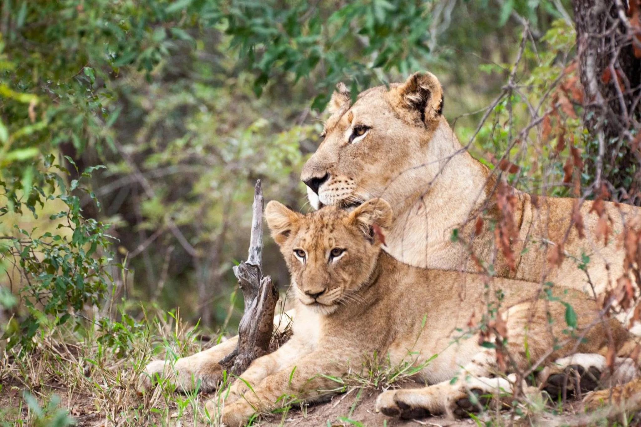 Activities in Karongwe- Shiduli Safari Lodge