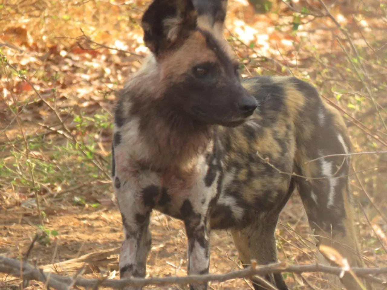 Property logo or sign in Karongwe- Shiduli Safari Lodge