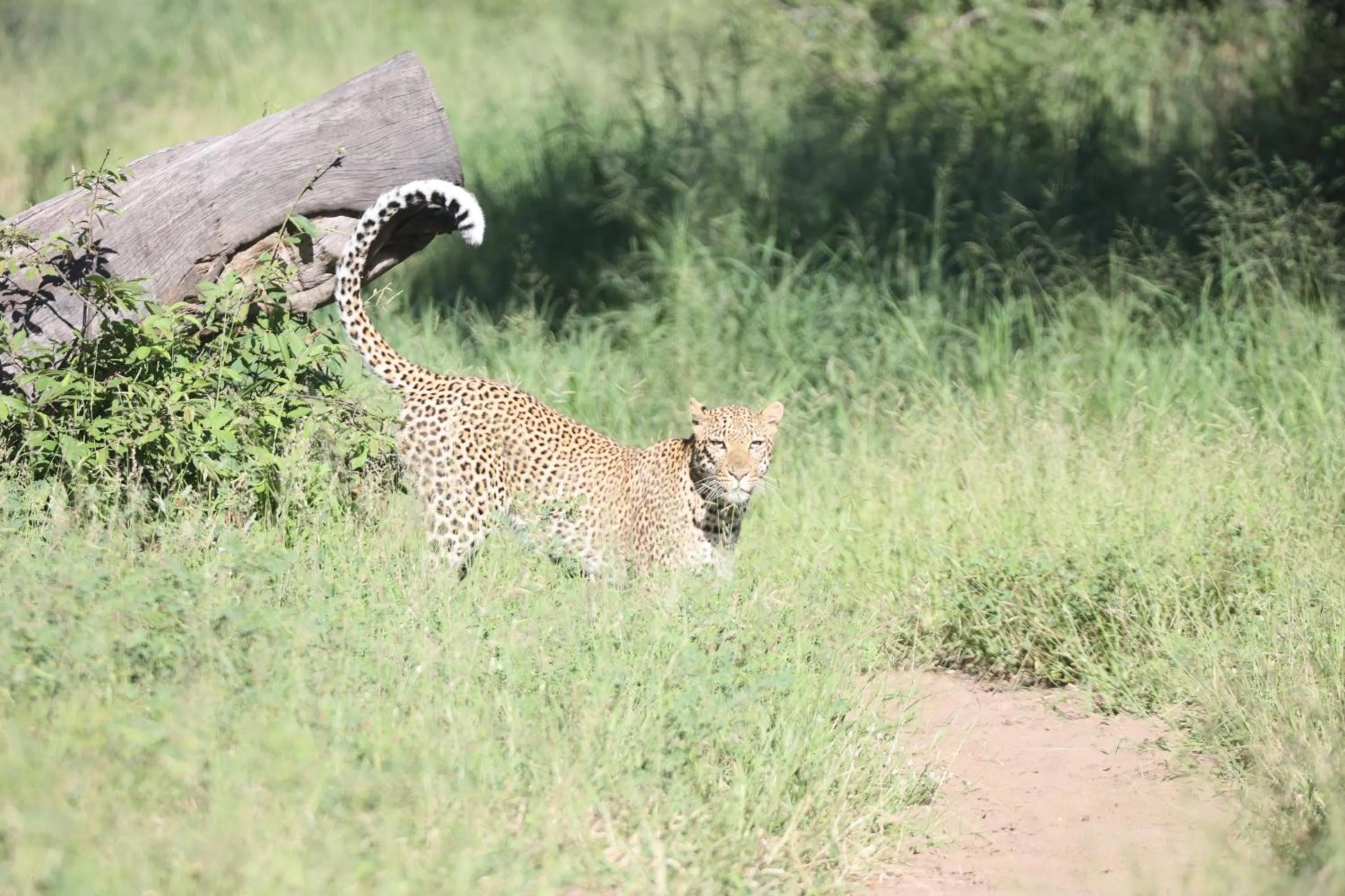 Activities in Karongwe- Shiduli Safari Lodge