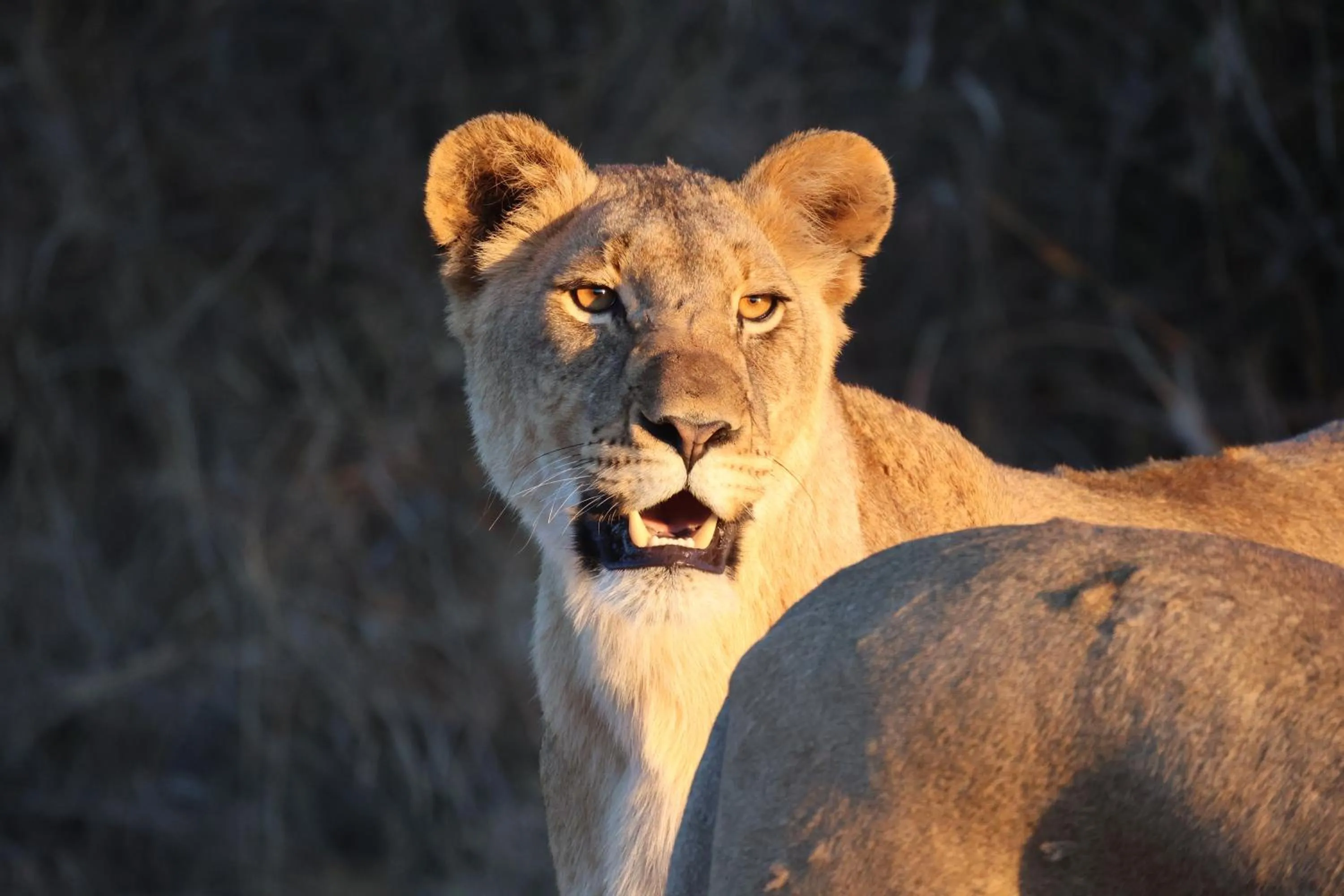 Property building in Karongwe- Shiduli Safari Lodge