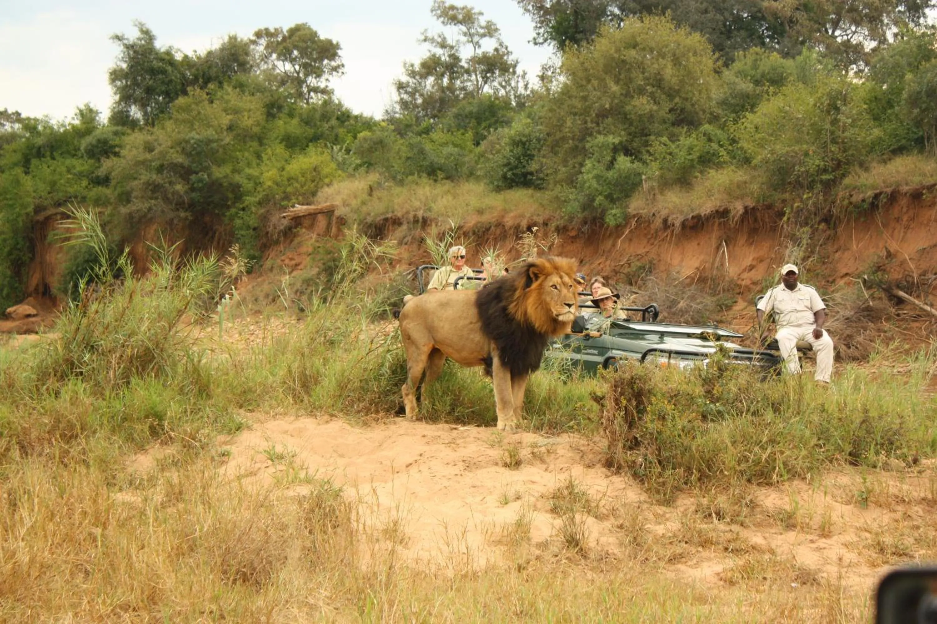 Activities in Karongwe- Shiduli Safari Lodge