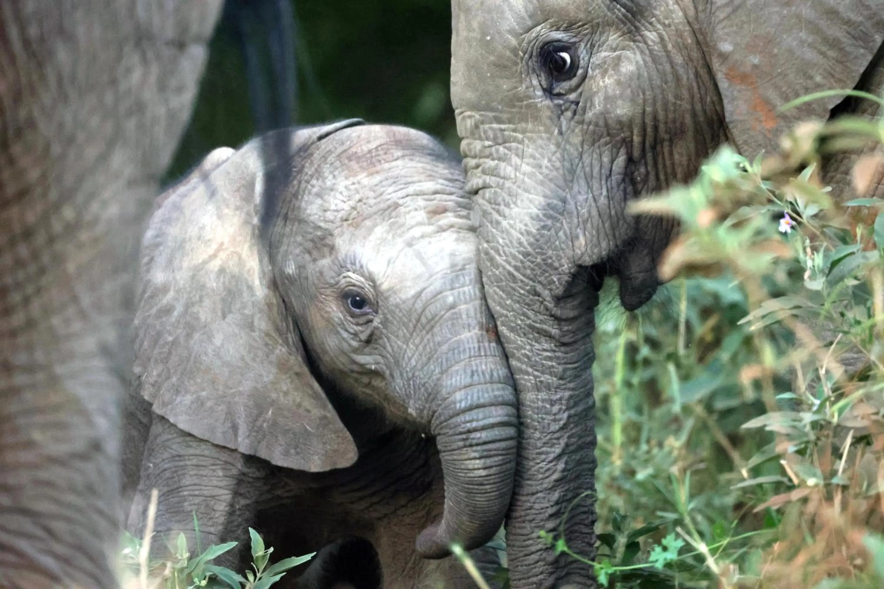 Animals in Karongwe- Shiduli Safari Lodge