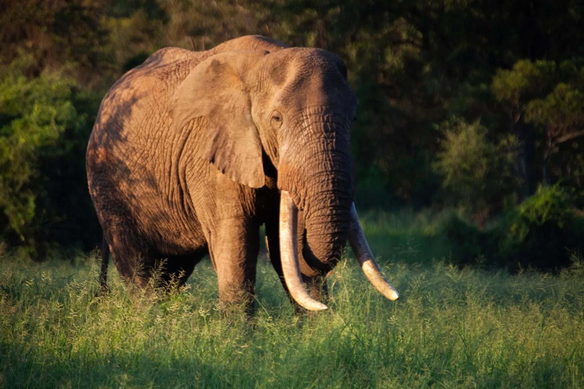 Animals in Karongwe- Shiduli Safari Lodge