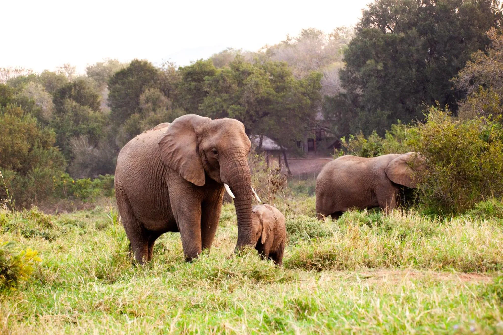 Property building in Karongwe - Chisomo Safari Camp