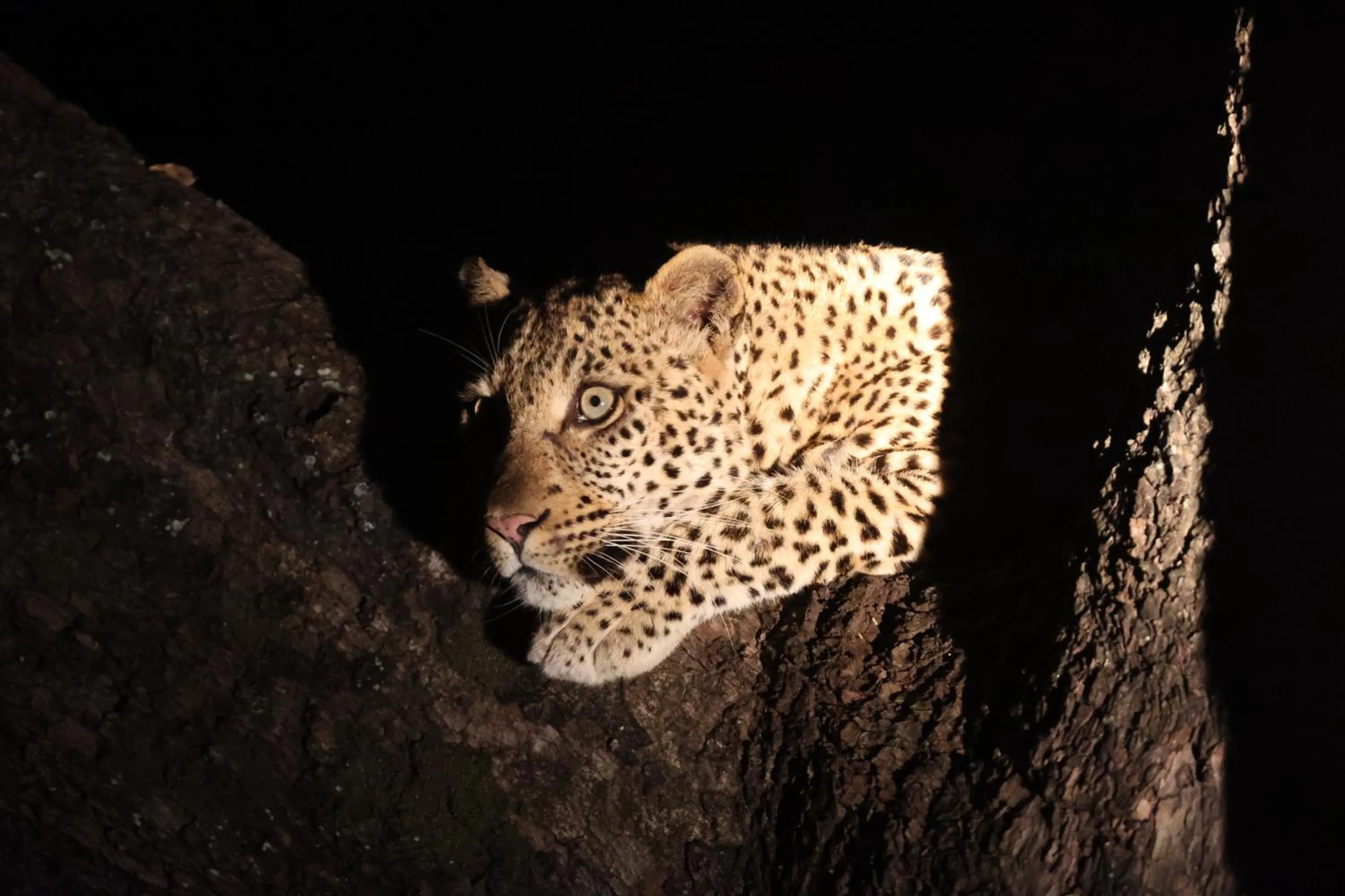 Animals in Karongwe - Chisomo Safari Camp