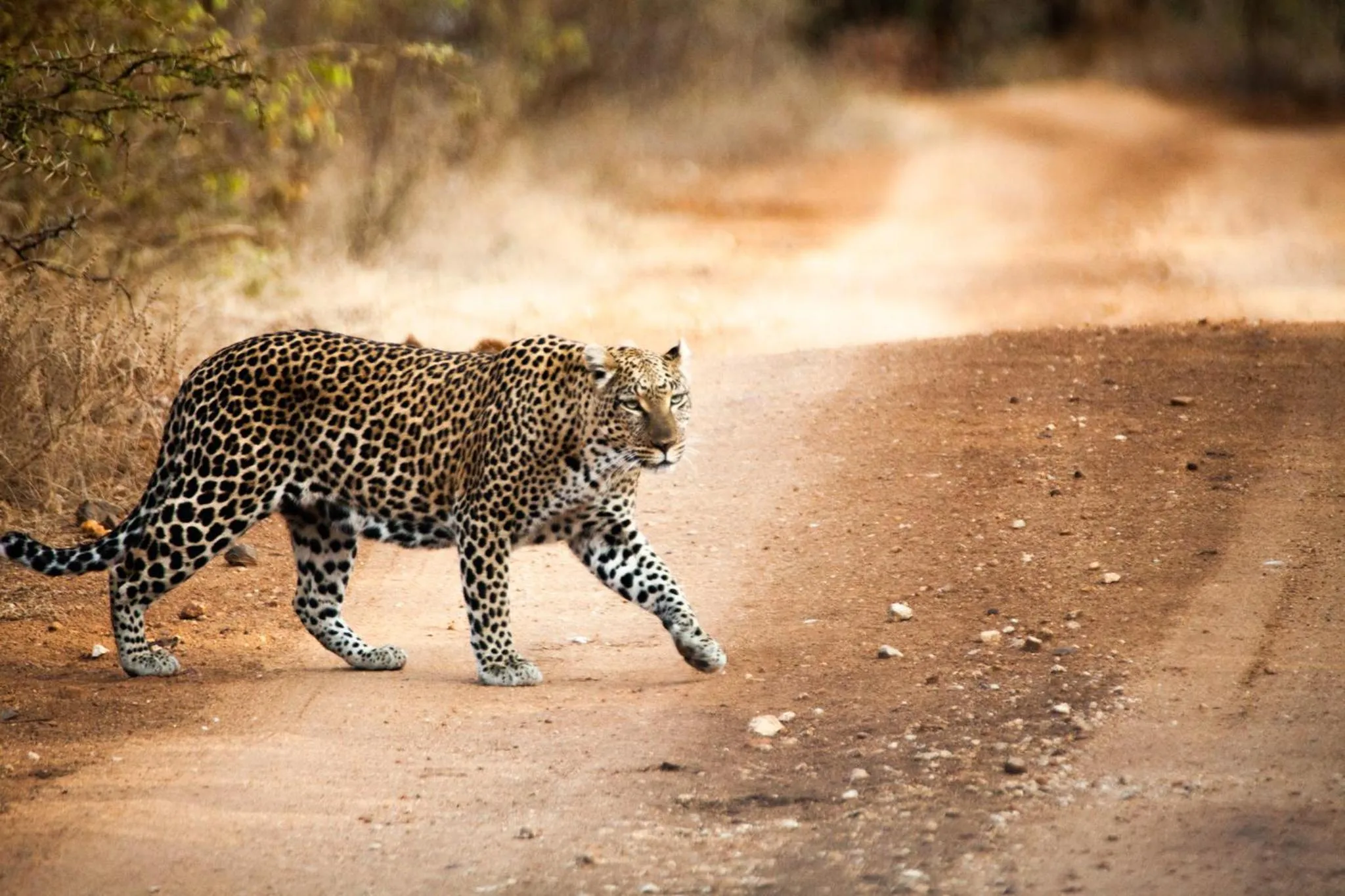 Activities in Karongwe - Chisomo Safari Camp