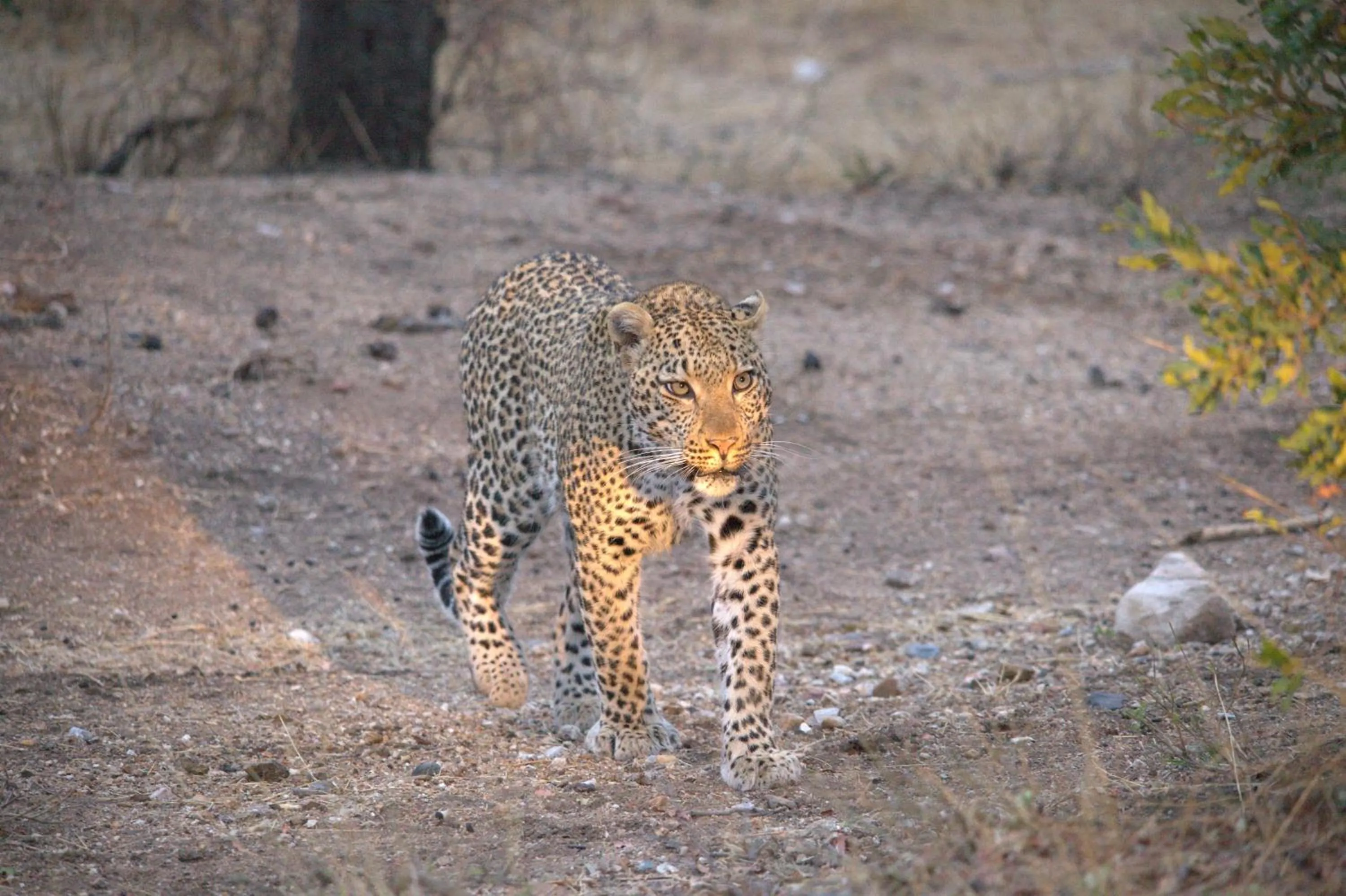 Property building in Karongwe - Chisomo Safari Camp