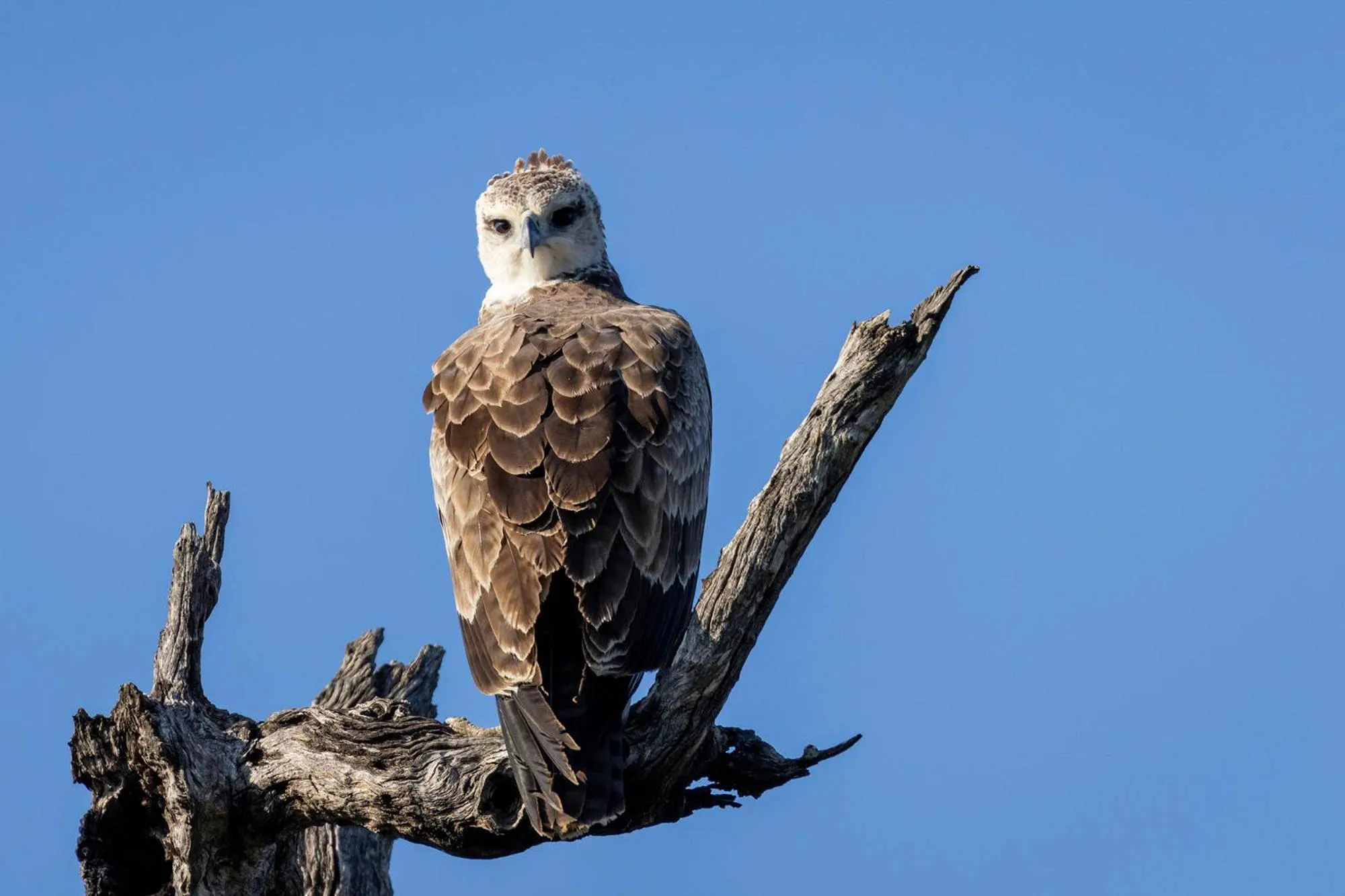 Animals in Karongwe - Chisomo Safari Camp