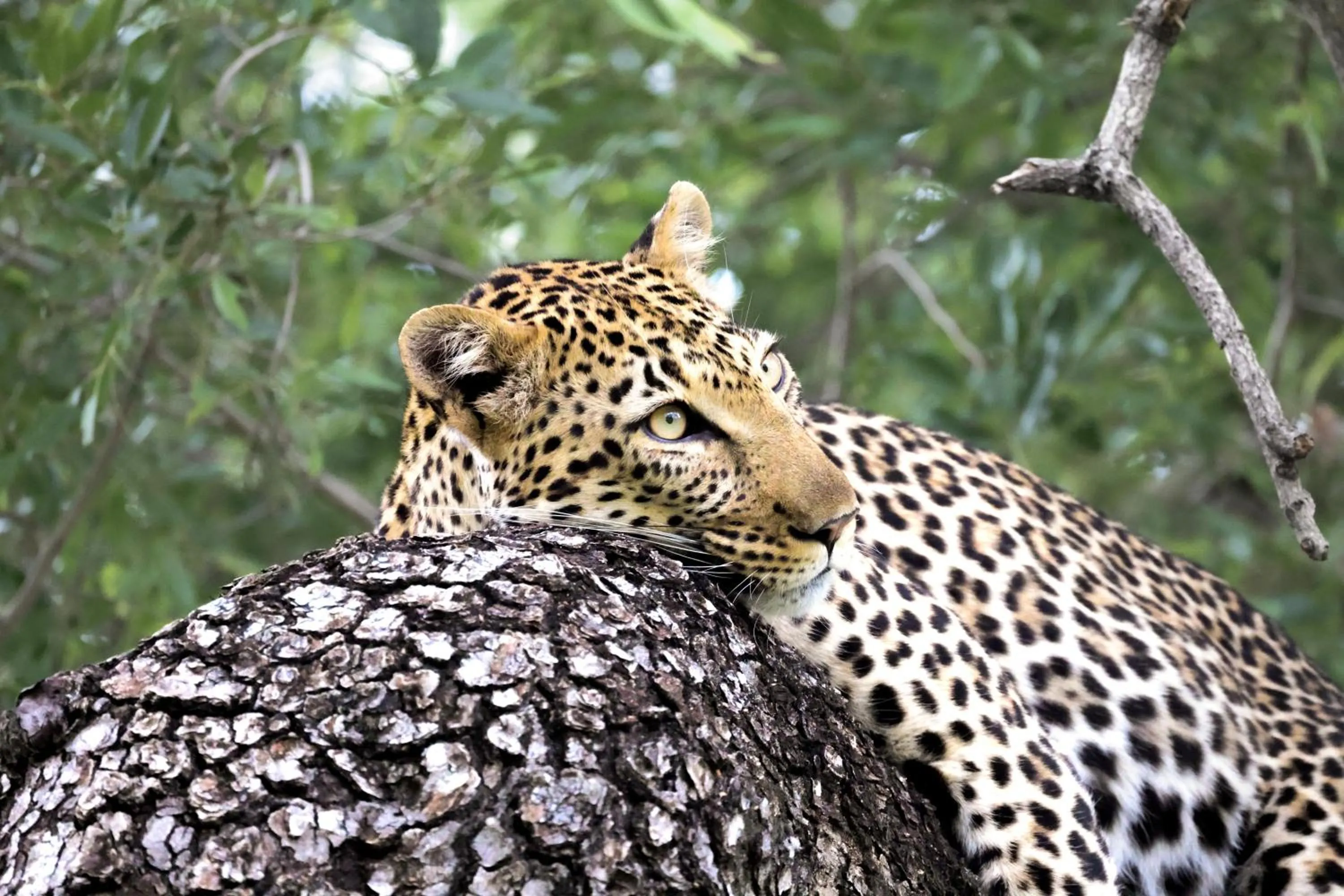 Activities in Karongwe - Chisomo Safari Camp