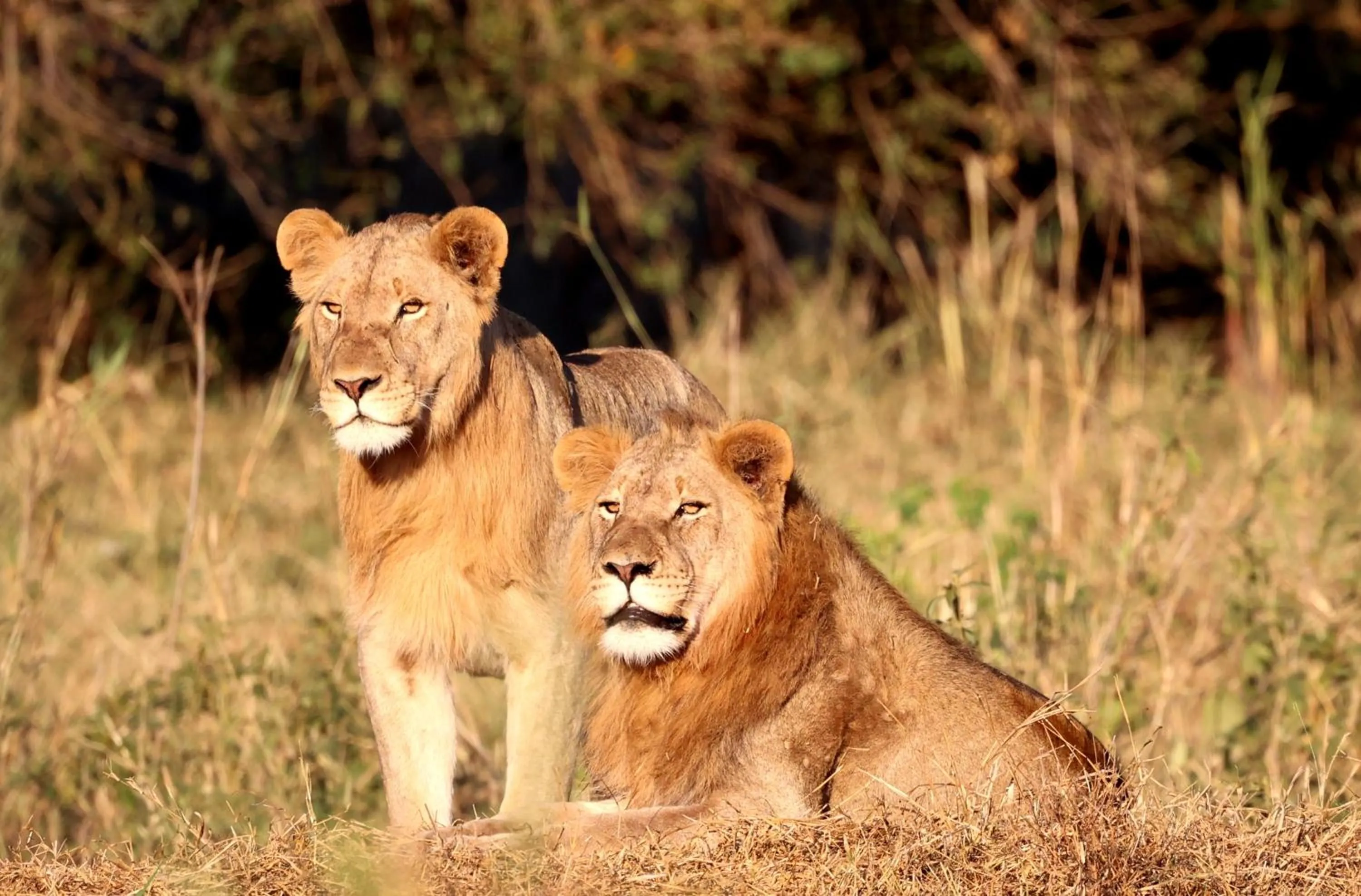 Activities in Karongwe - Chisomo Safari Camp