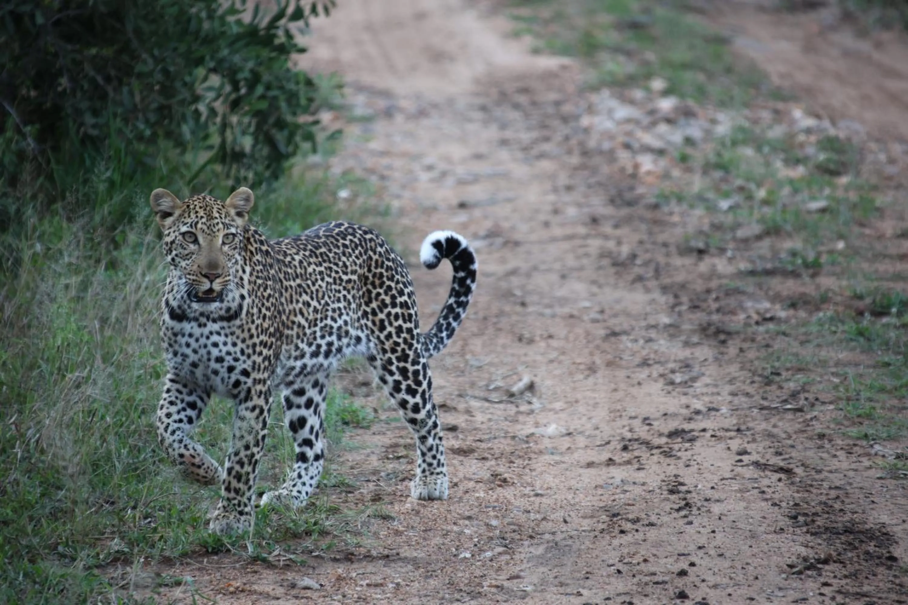 Animals in Karongwe - Chisomo Safari Camp