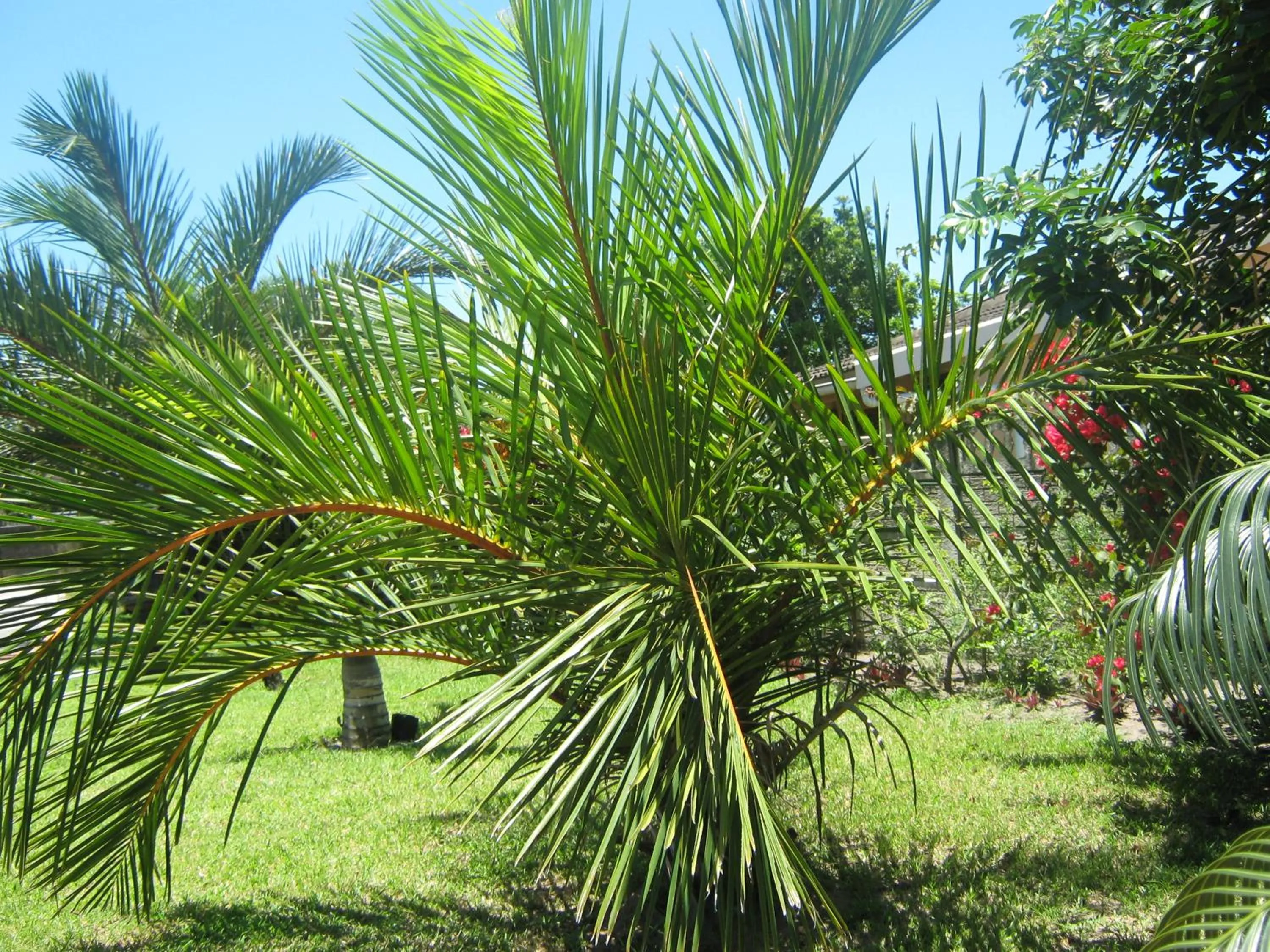 Palm Gardens Guesthouse