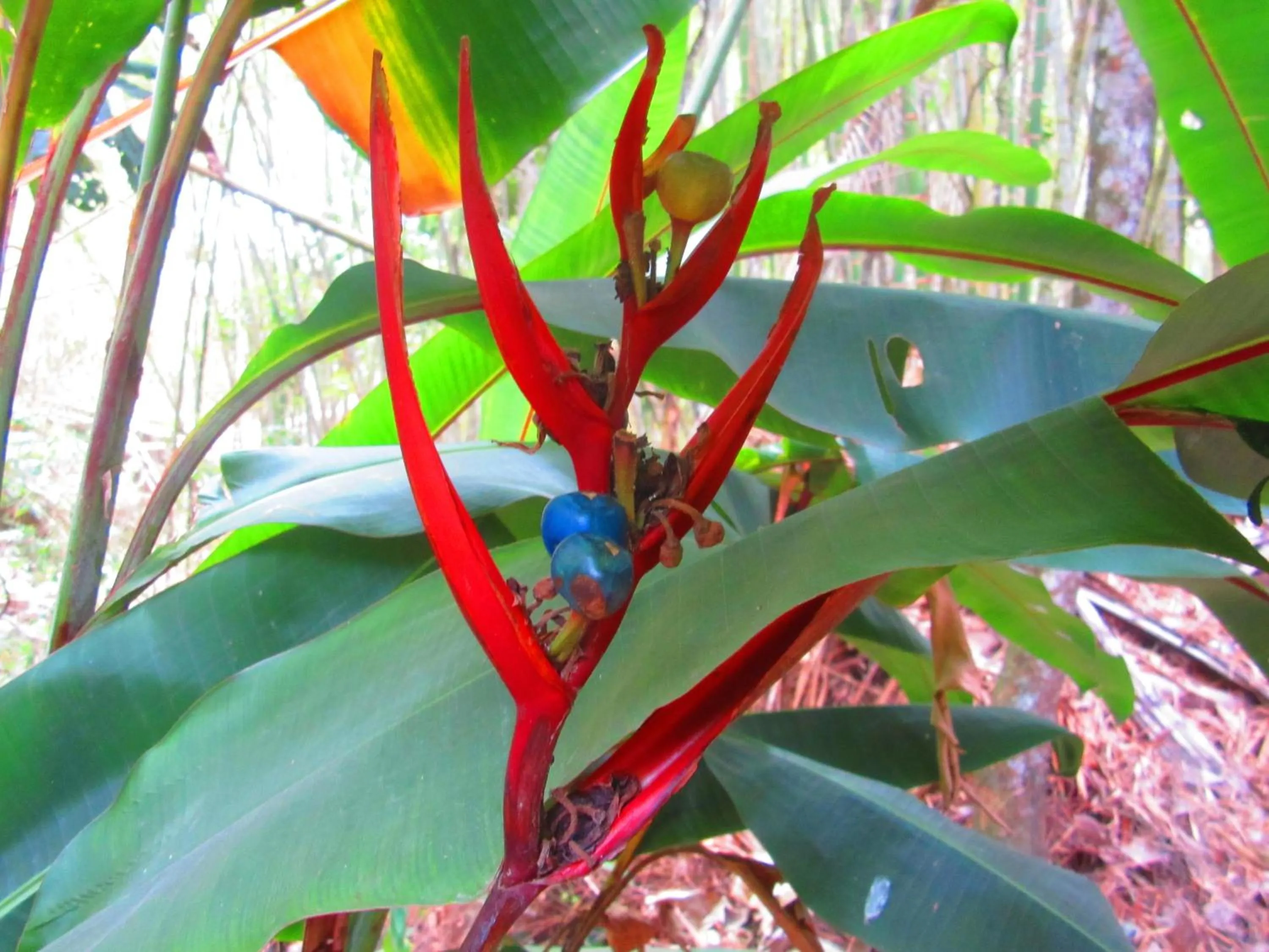 Garden in La Posada del Cucú