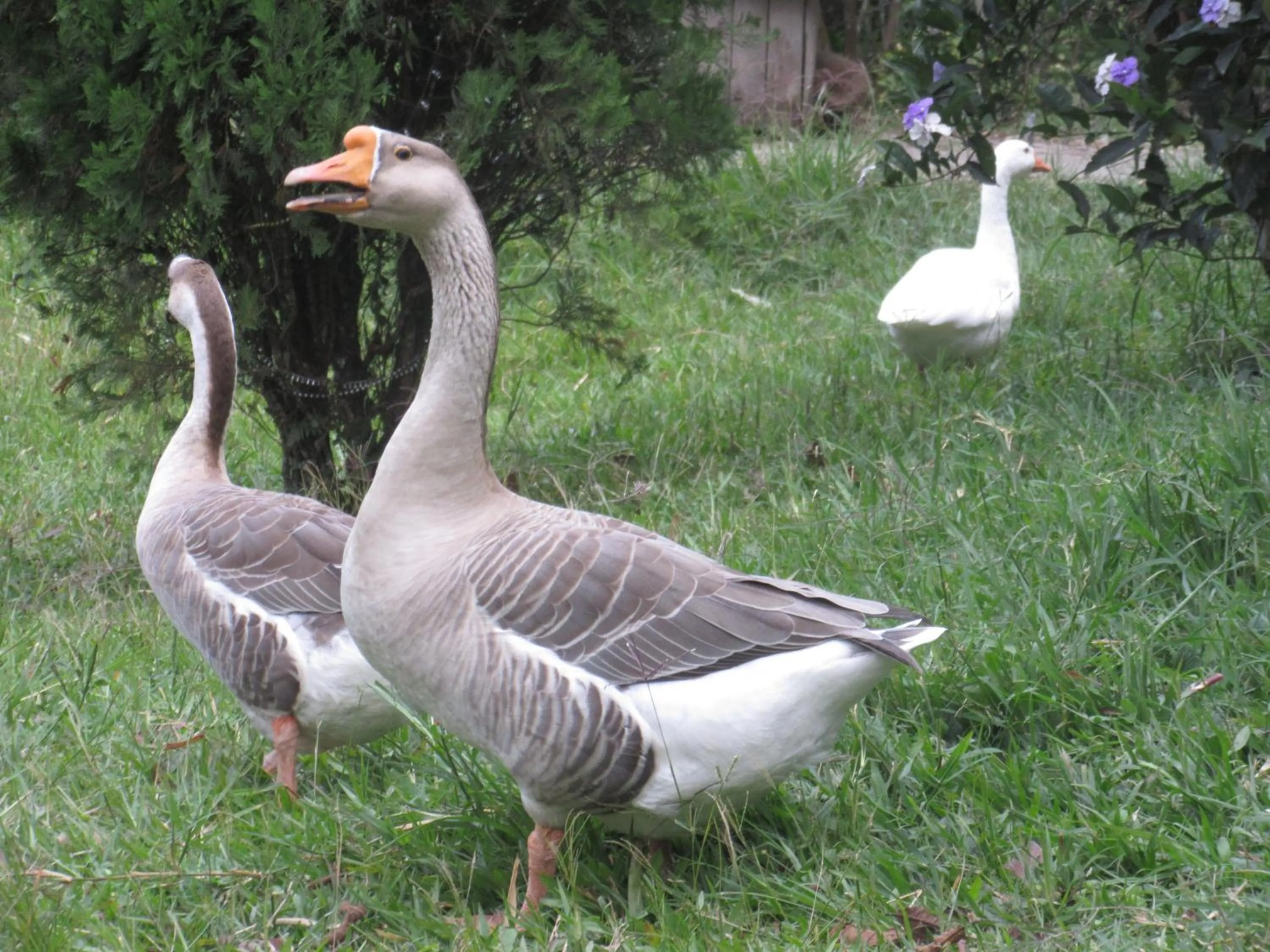 Animals in La Posada del Cucú