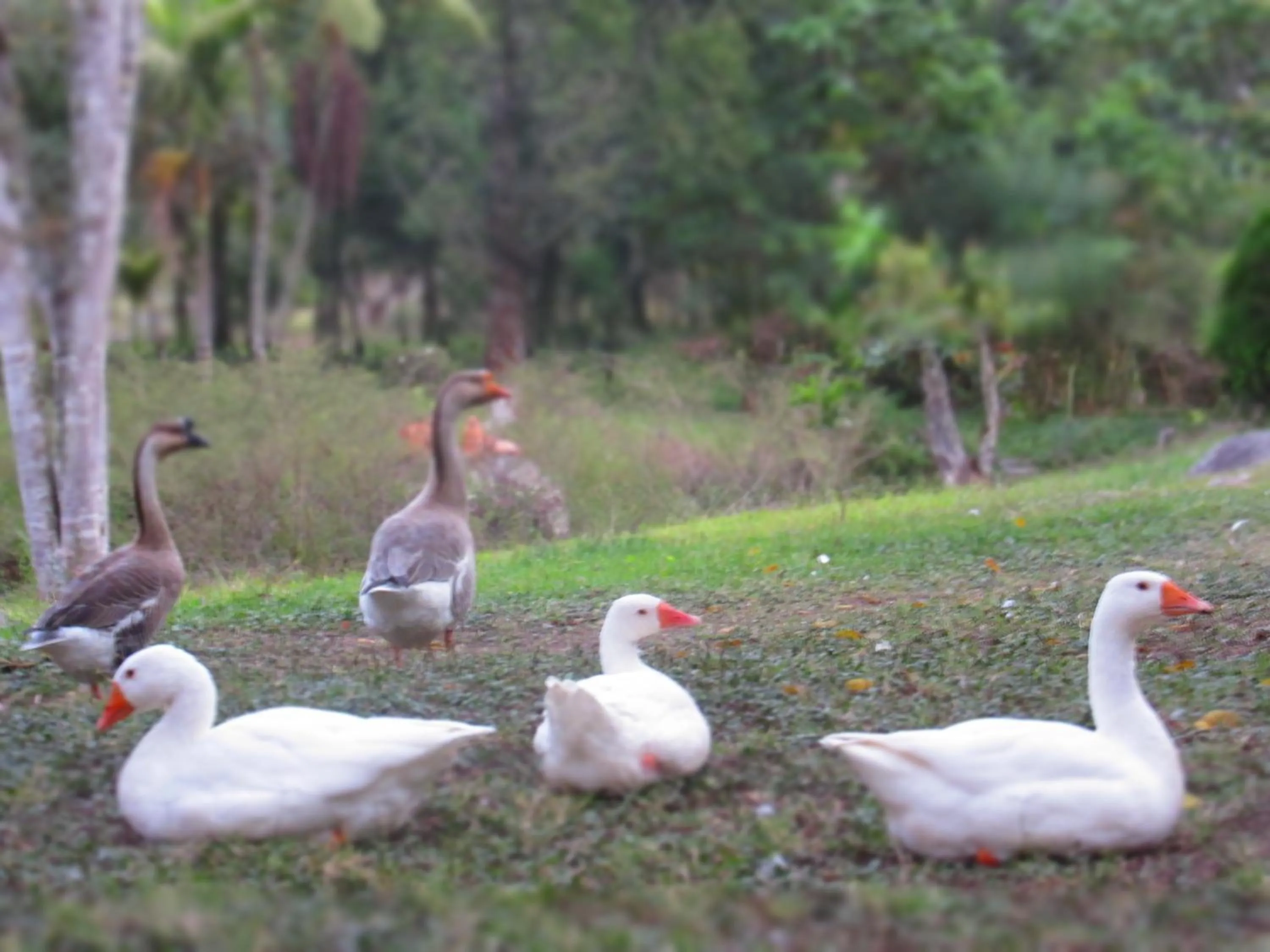 Animals in La Posada del Cucú
