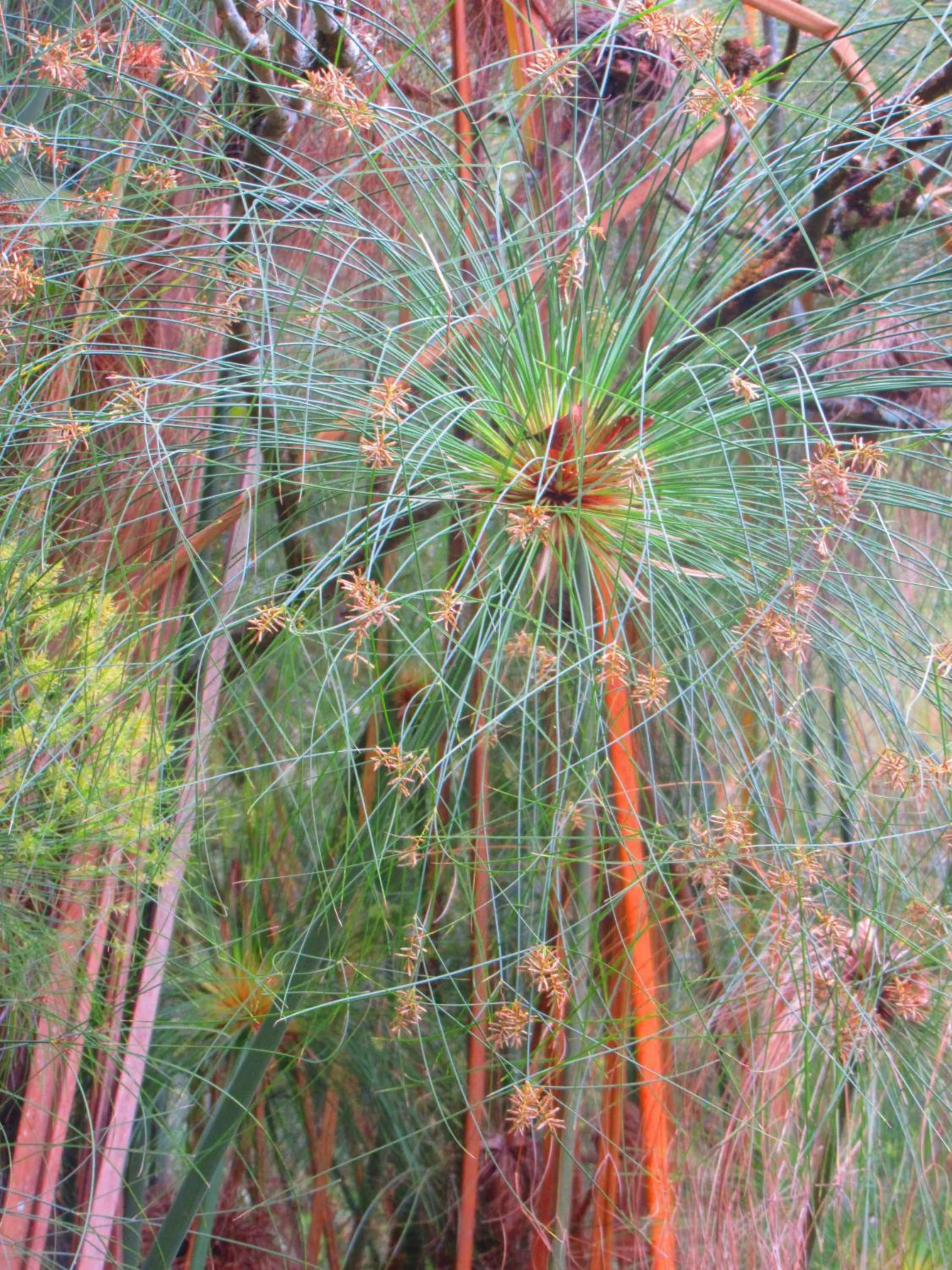 Garden in La Posada del Cucú