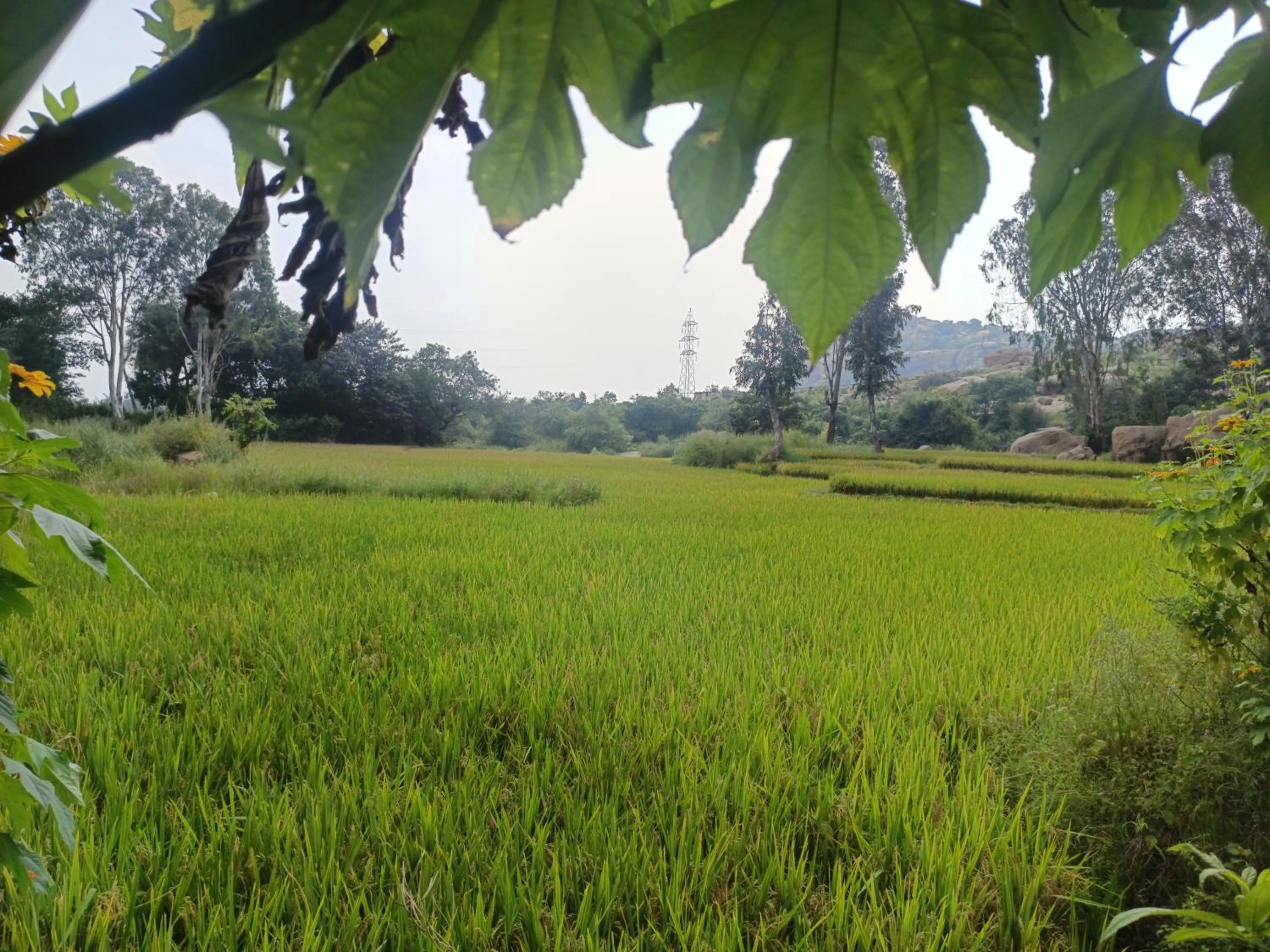 Natural landscape in Rambo homestay hampi