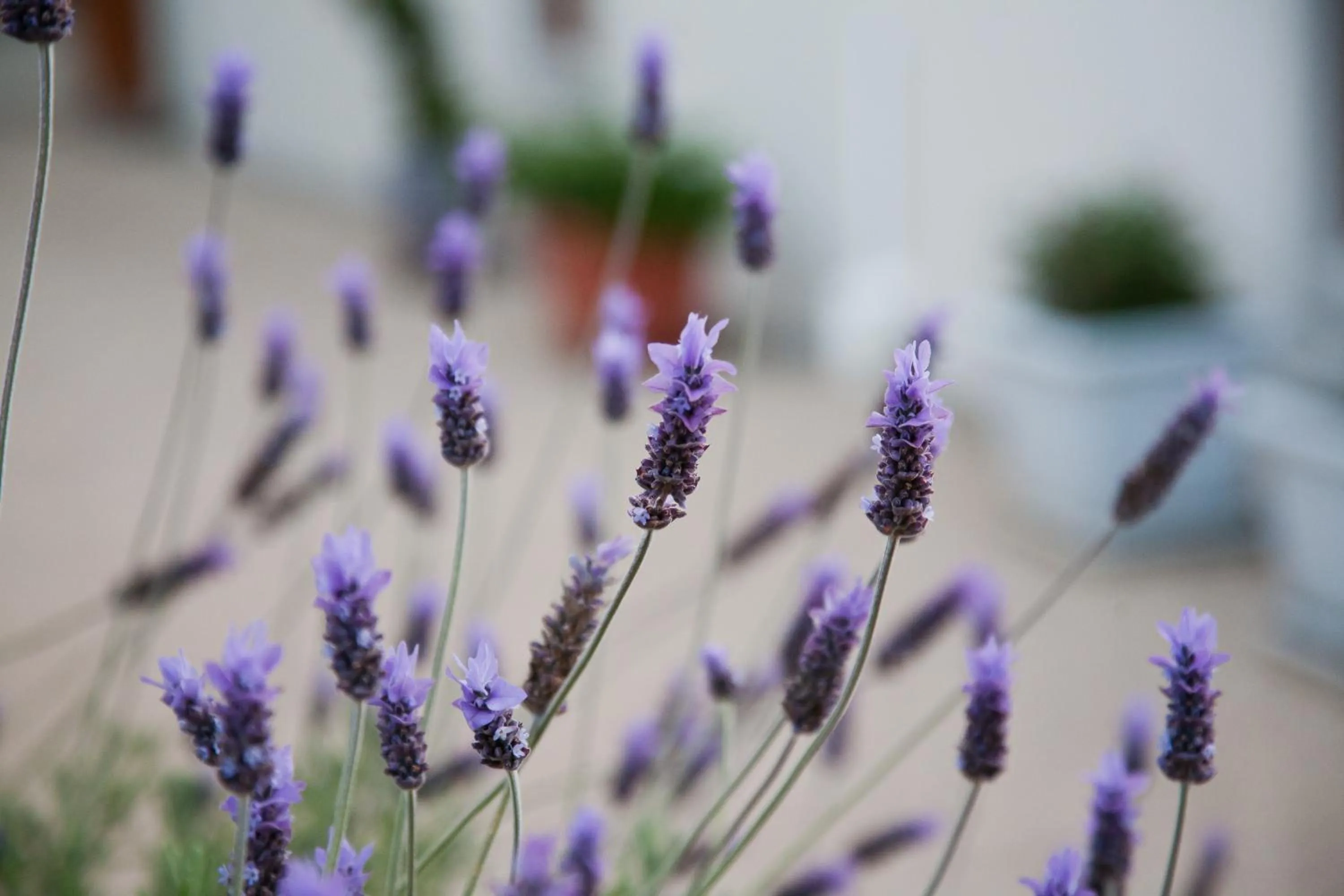 Garden in The Queen Of Calitzdorp