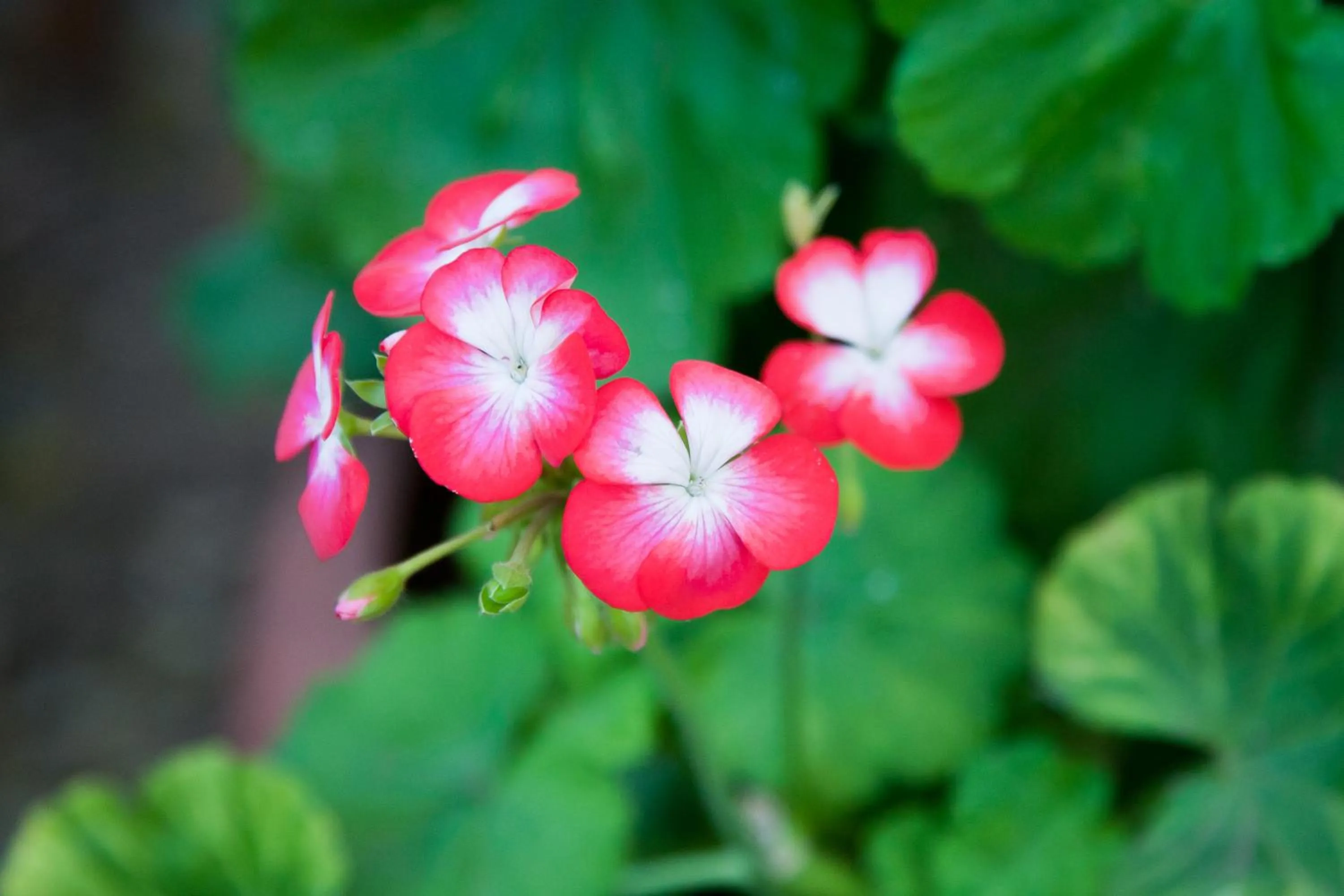 Garden in The Queen Of Calitzdorp