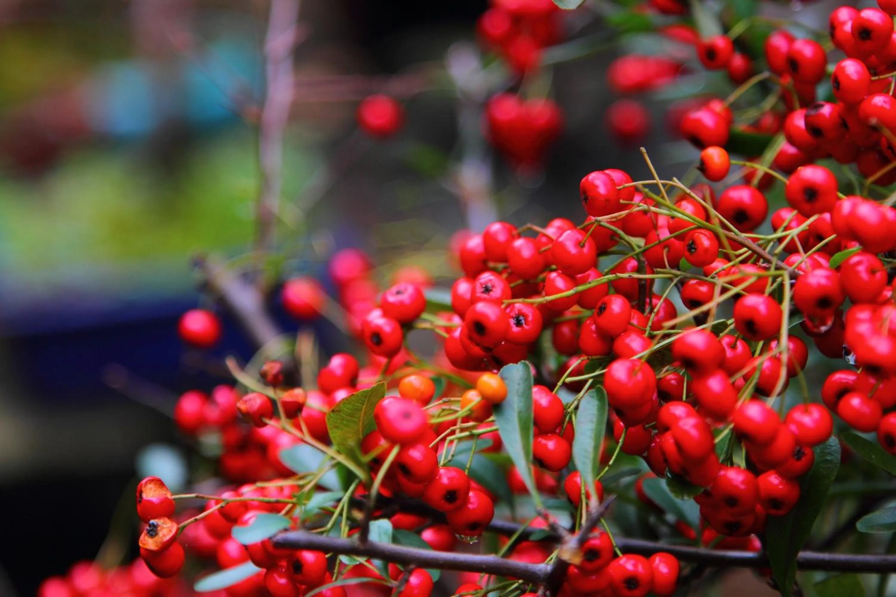 Decorative detail in Kokoronodoka