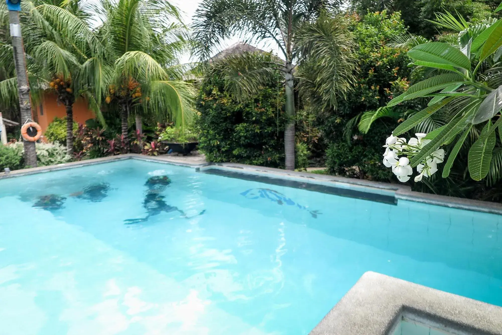 Diving, Swimming Pool in Liquid Dive Resort