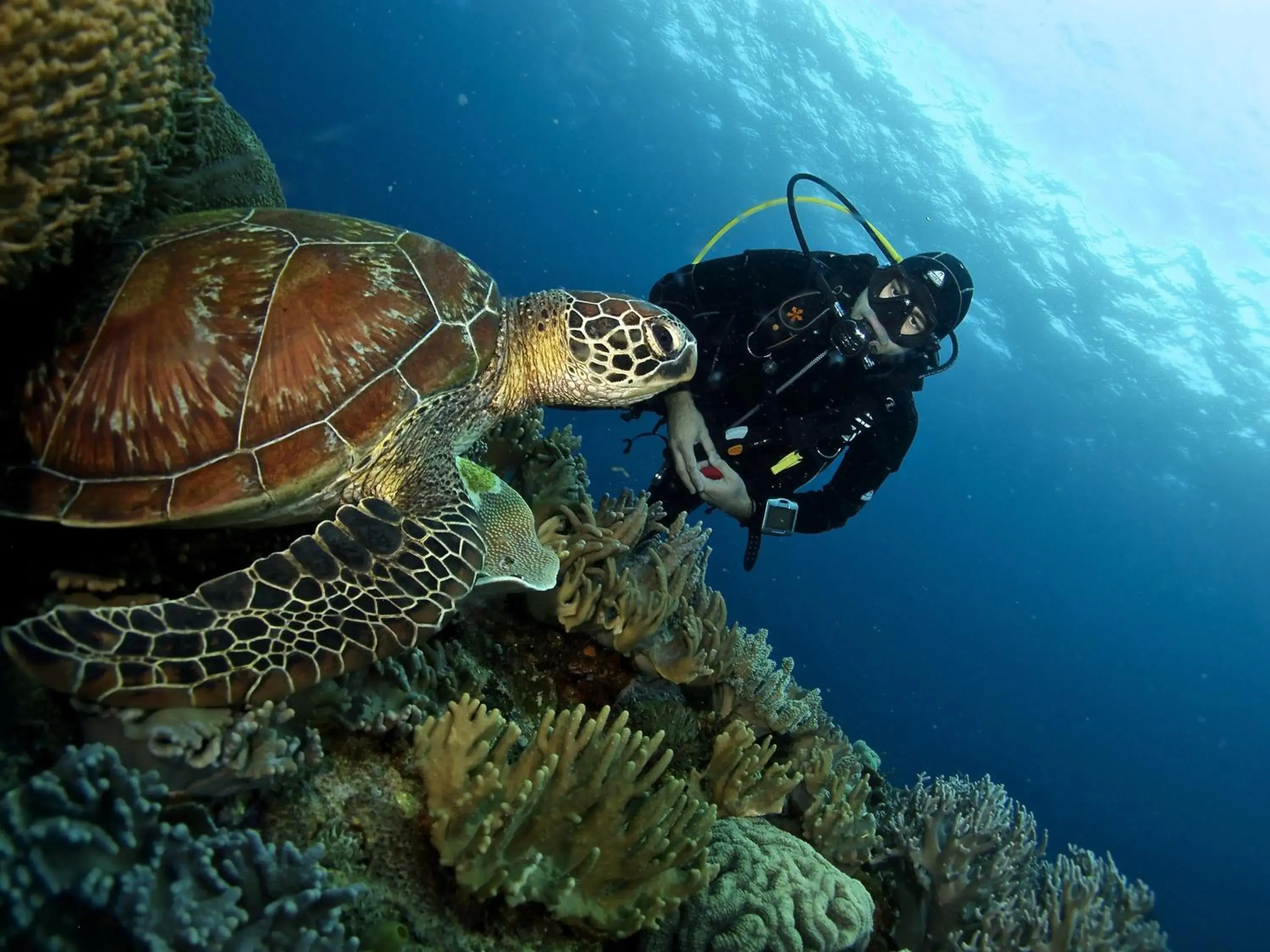 Diving, Other Animals in Liquid Dive Resort