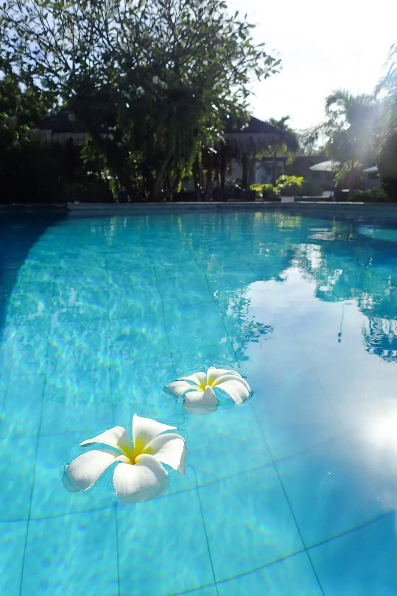 Swimming Pool in Liquid Dive Resort