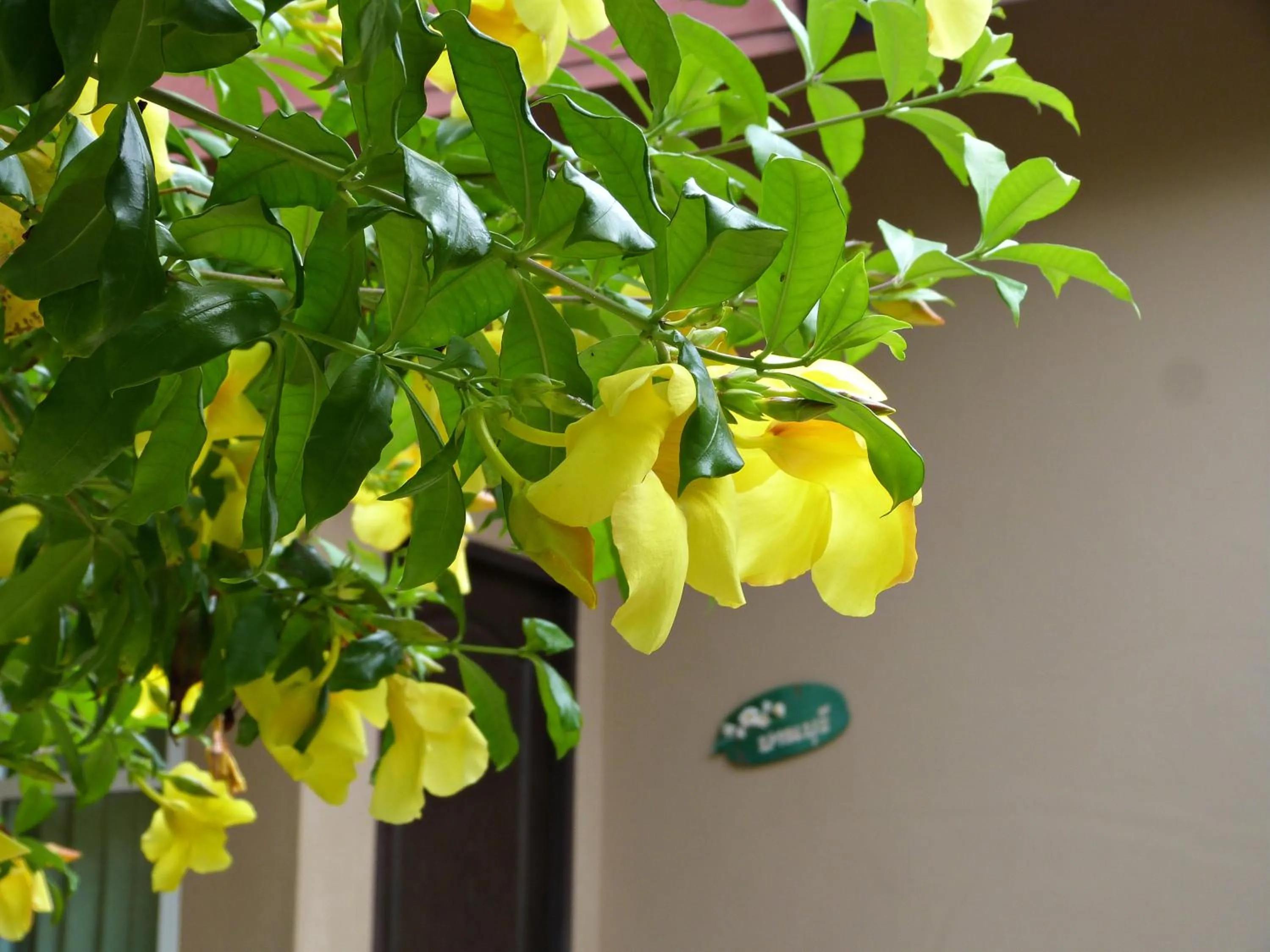 Bansuanrachawadee B&b