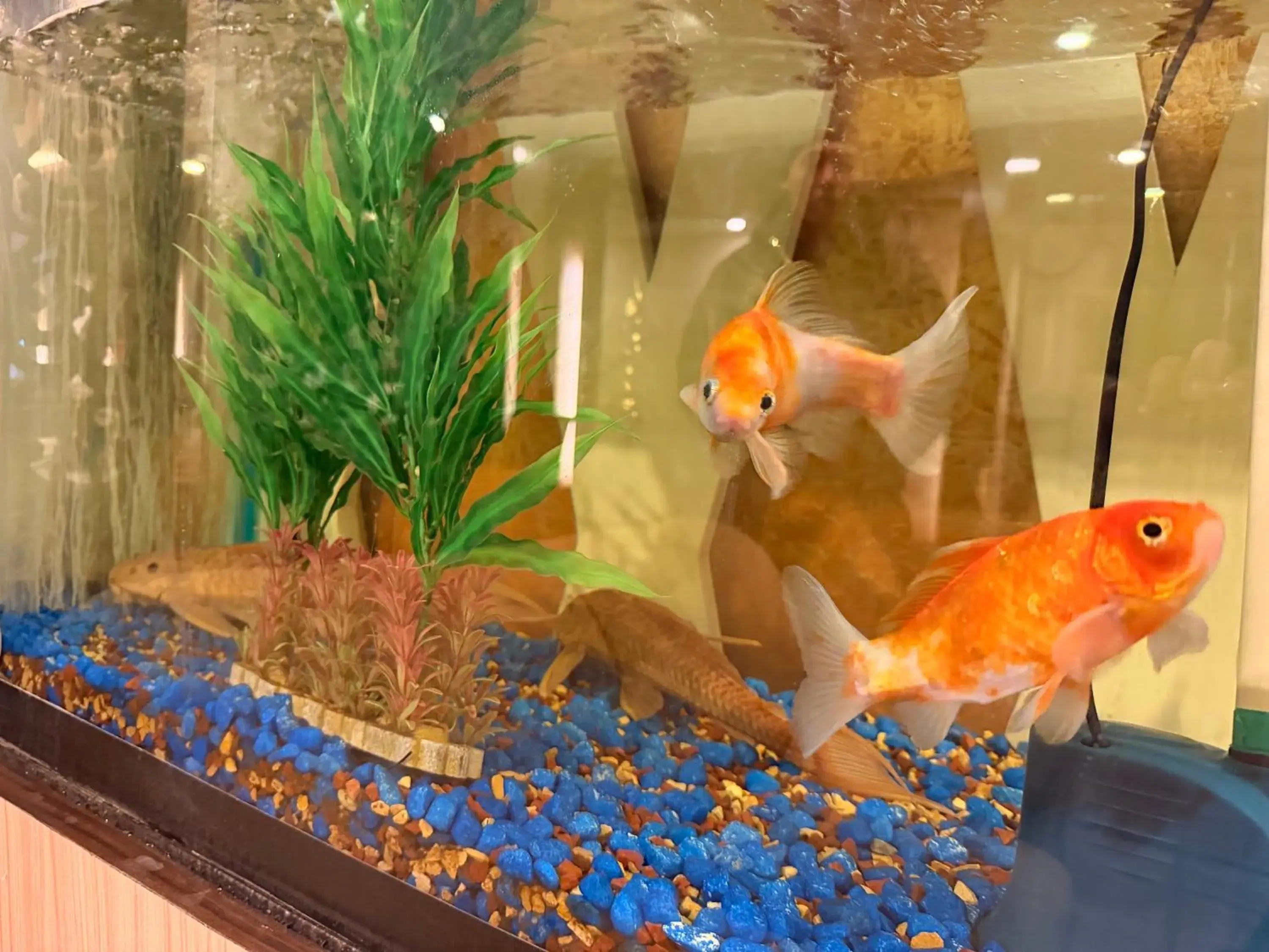 Lobby or reception in Hotel Tenki Kathmandu Lobby or reception in Hotel Tenki Kathmandu