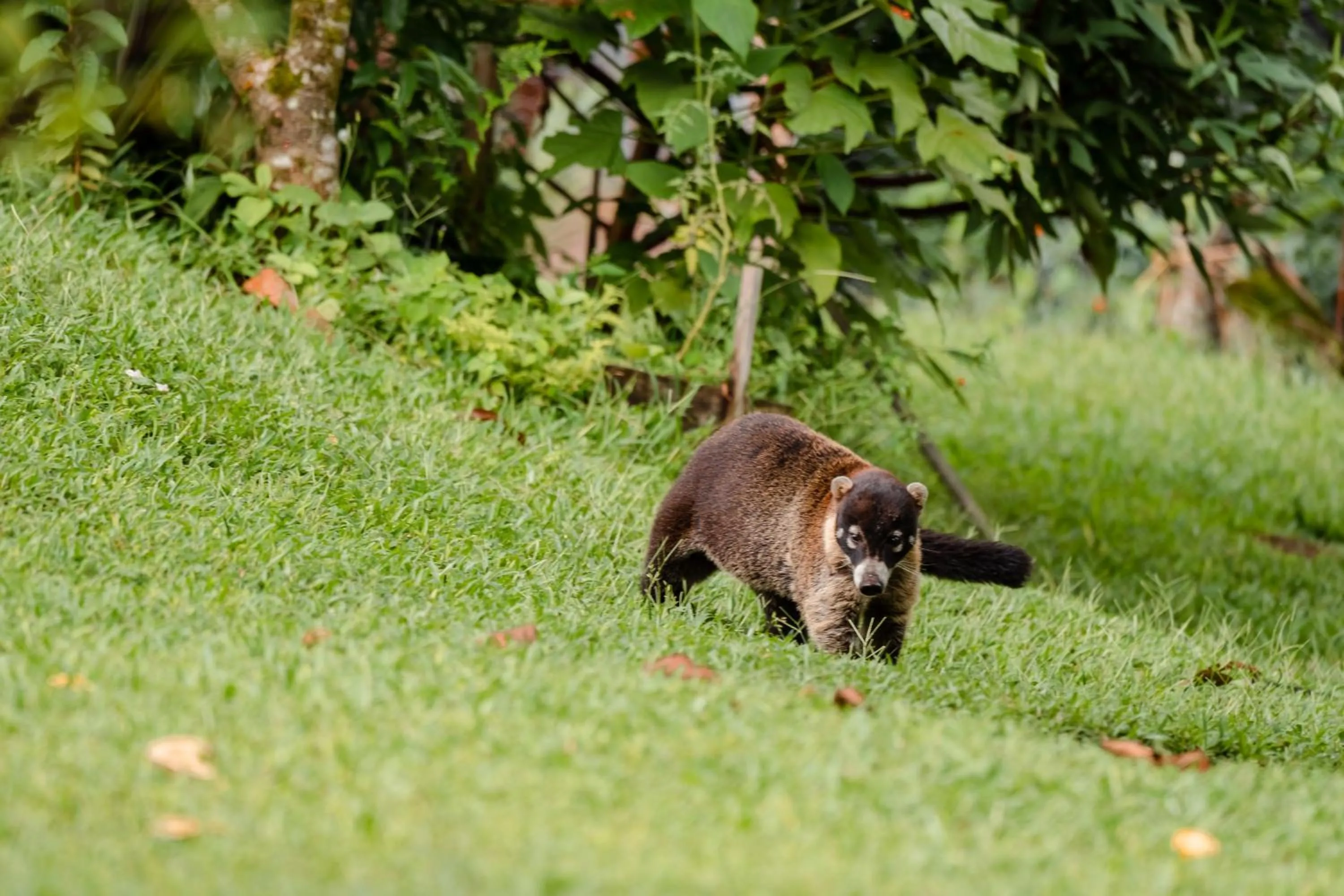 Animals in Hotel Sanctuarium Adults Only
