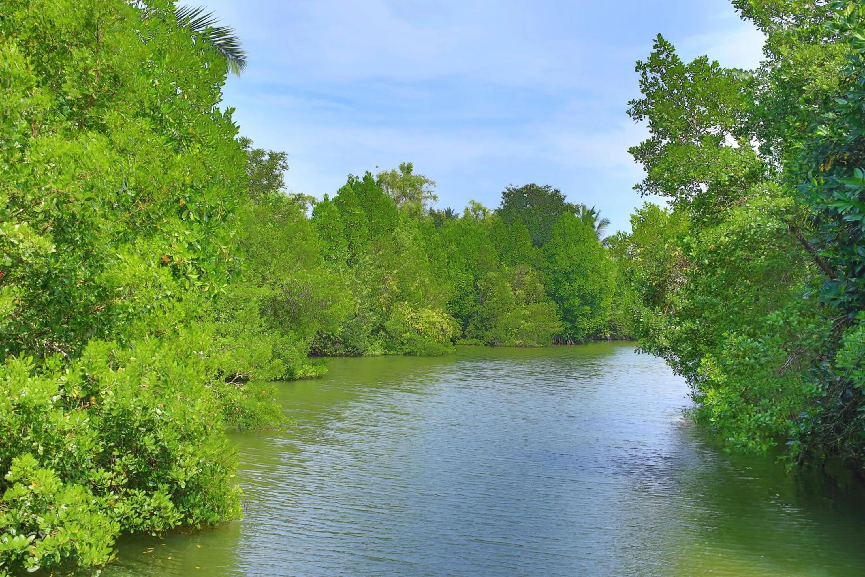 Natural landscape in Mangrove Beach Chalets