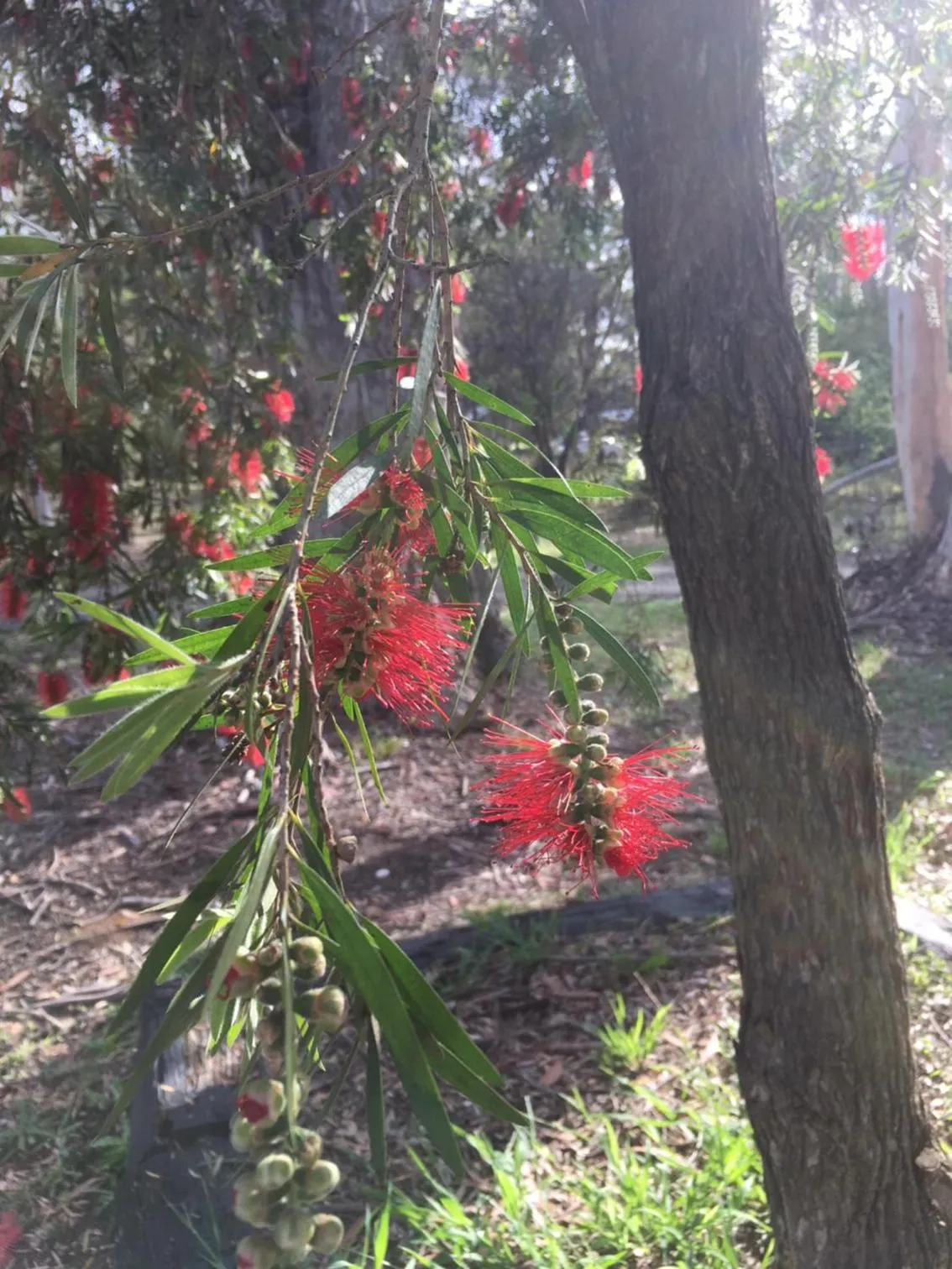 Garden in Hunter Valley Retreat