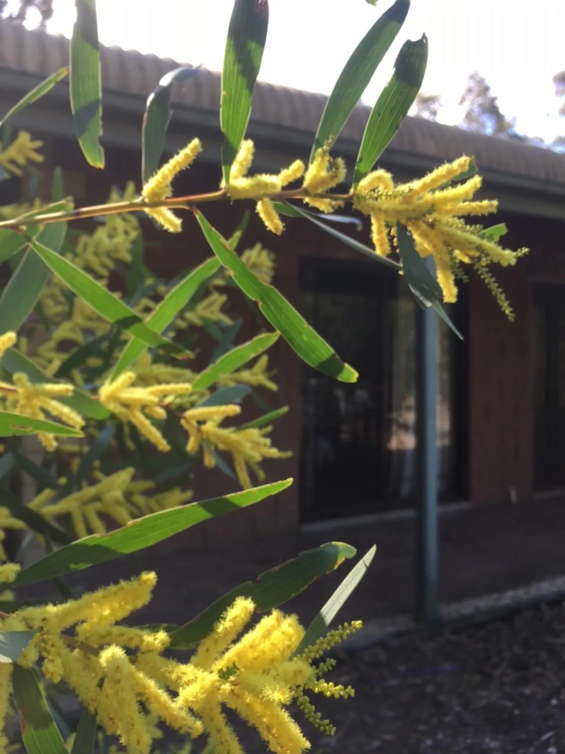 Garden in Hunter Valley Retreat