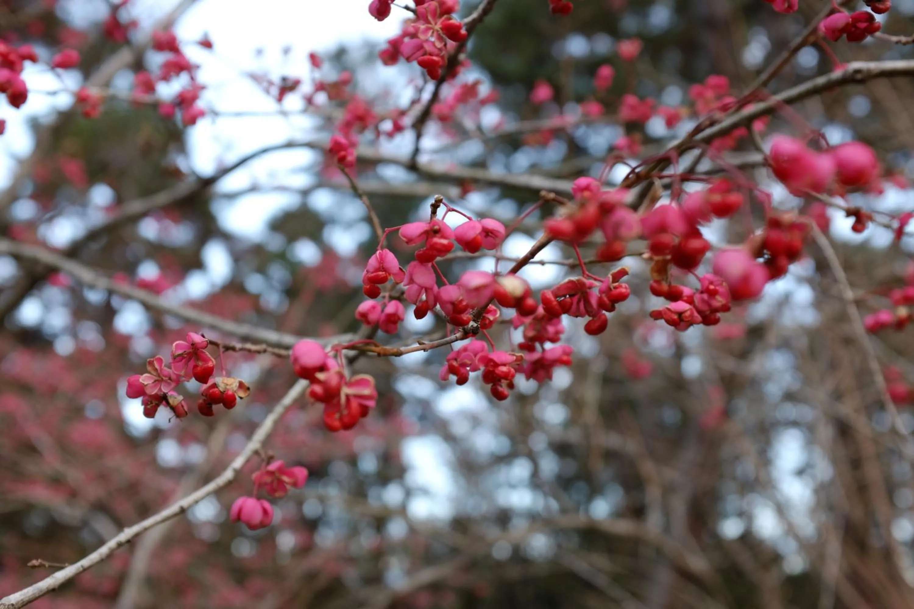Spring in Imperial Hotel, Kyoto