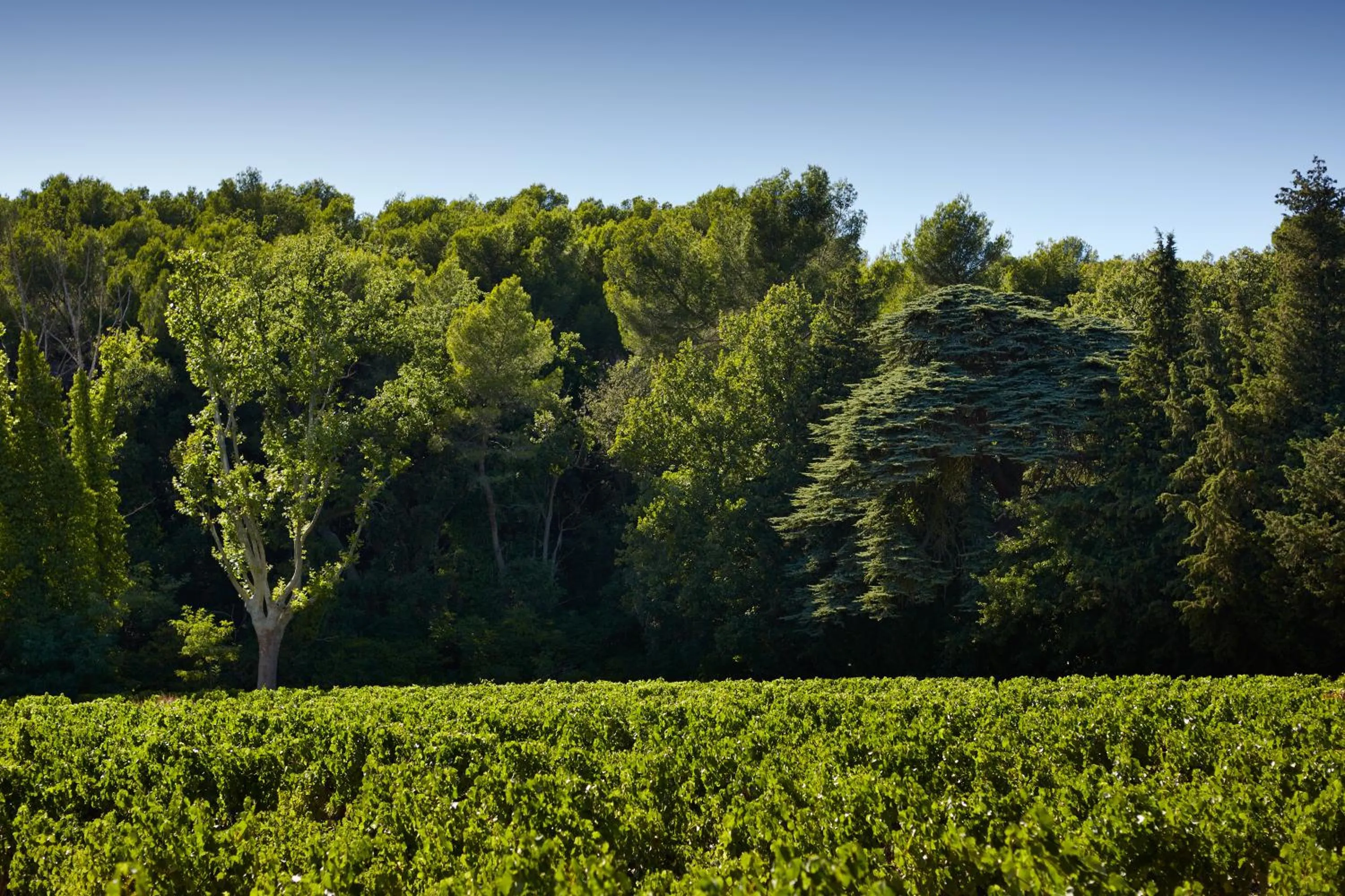 Garden in Domaine de Fontenille