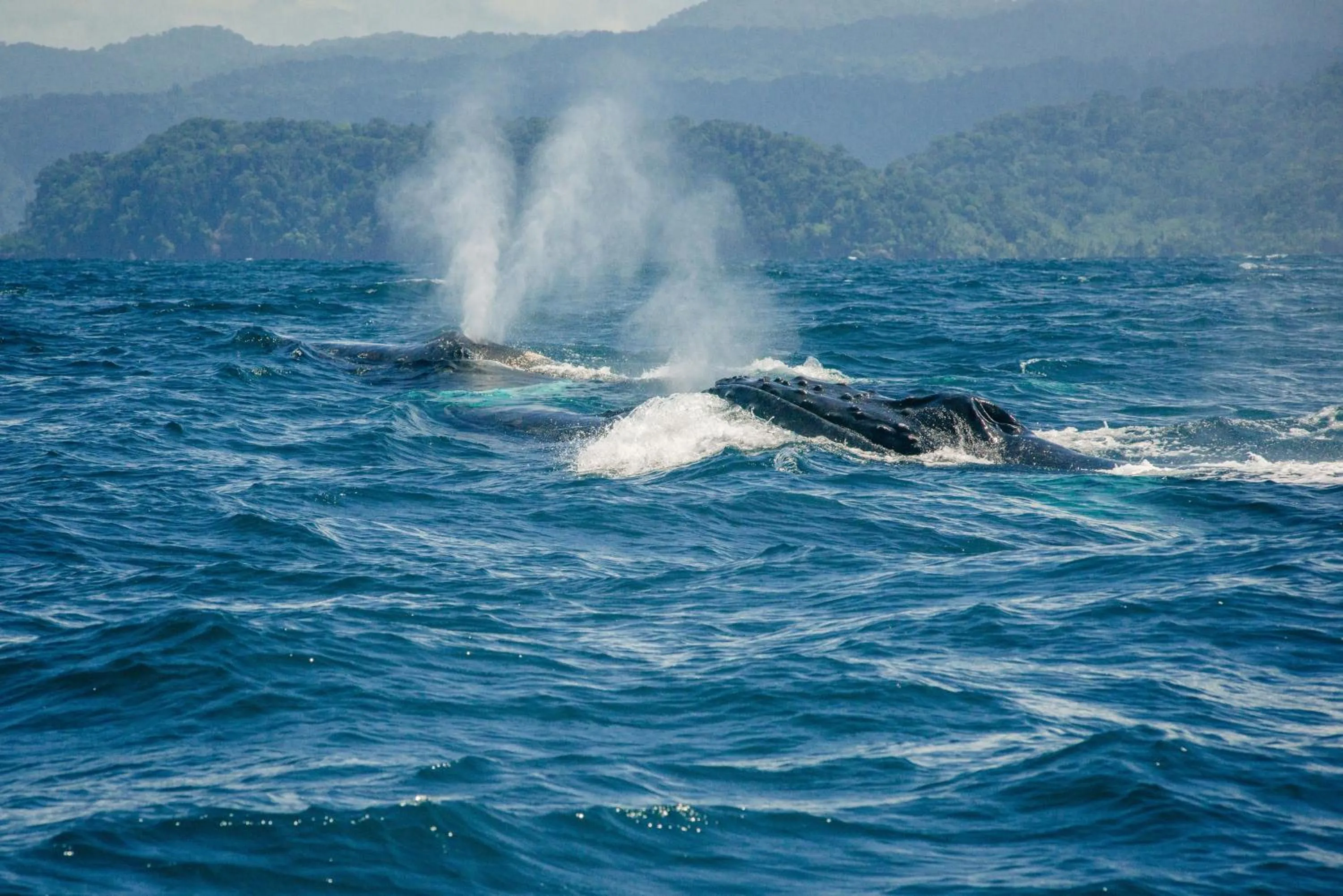 Activities in Hotel Costa Choco