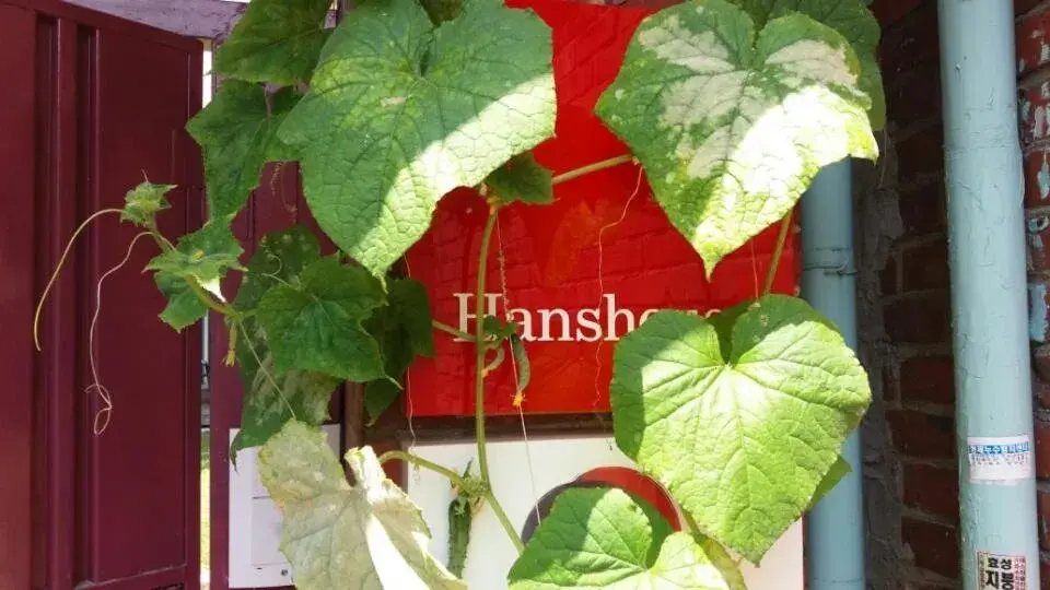 Quiet street view in Hans House Quiet street view in Hans House