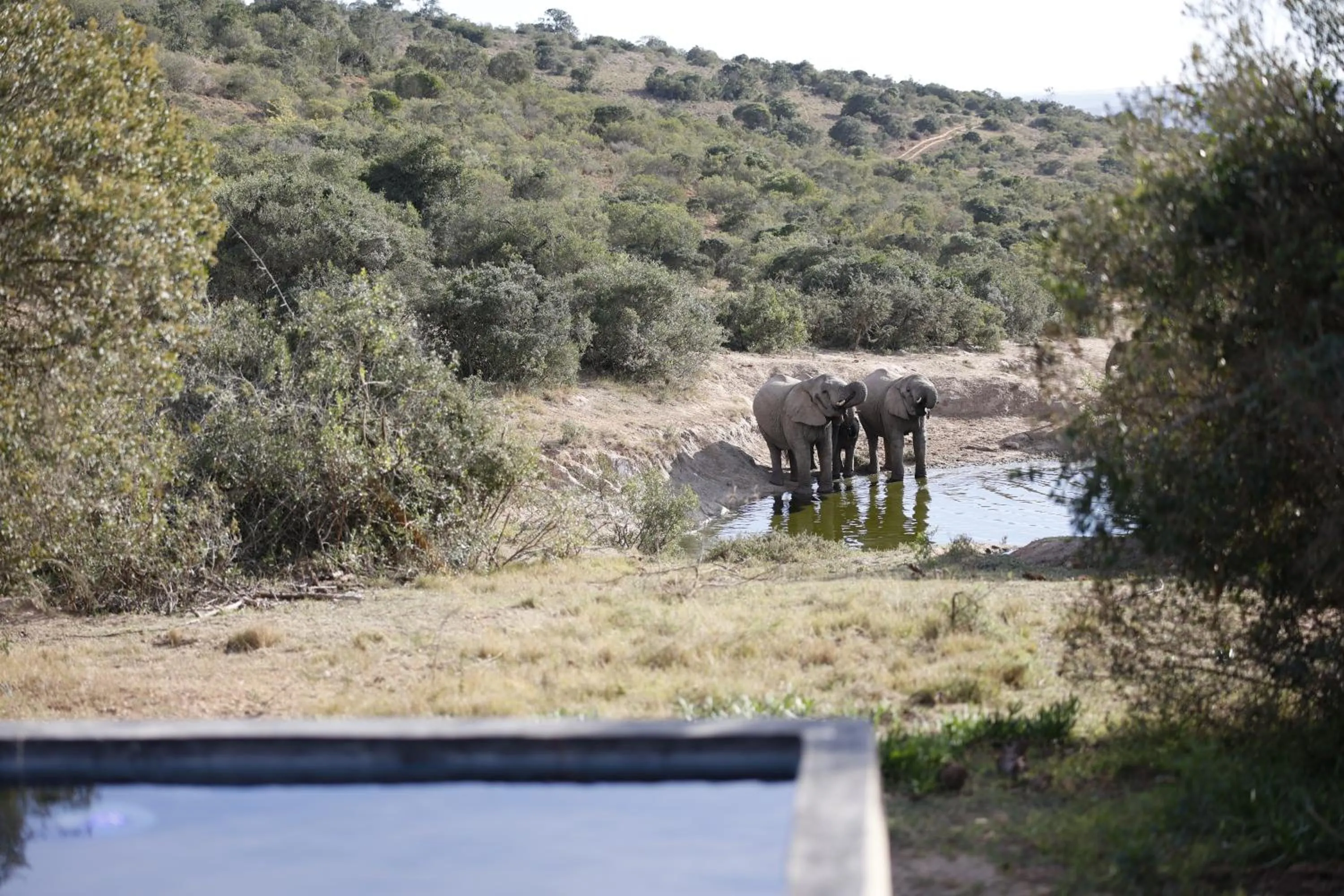 Animals in Bukela Game Lodge - Amakhala Game Reserve