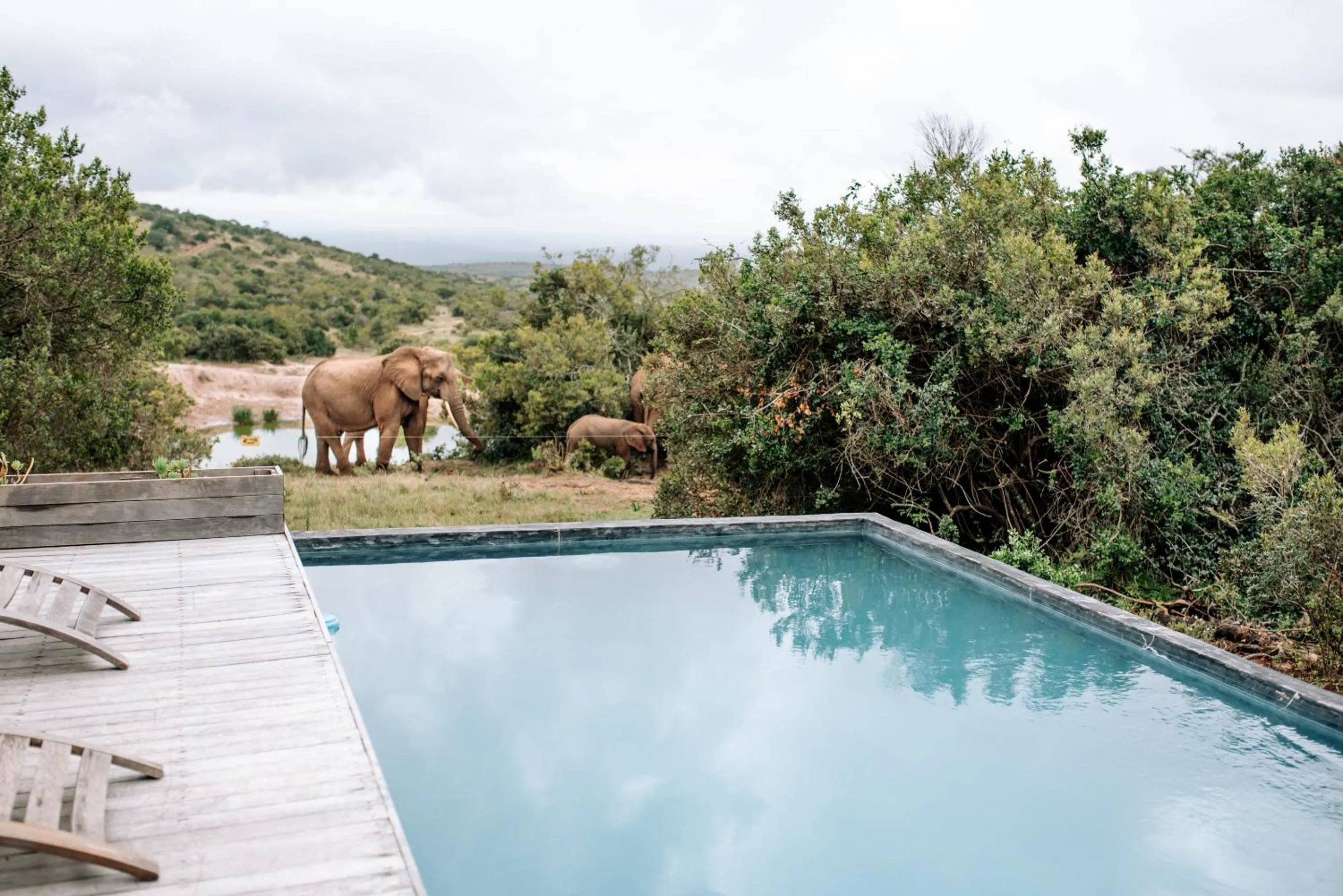 Day in Bukela Game Lodge - Amakhala Game Reserve