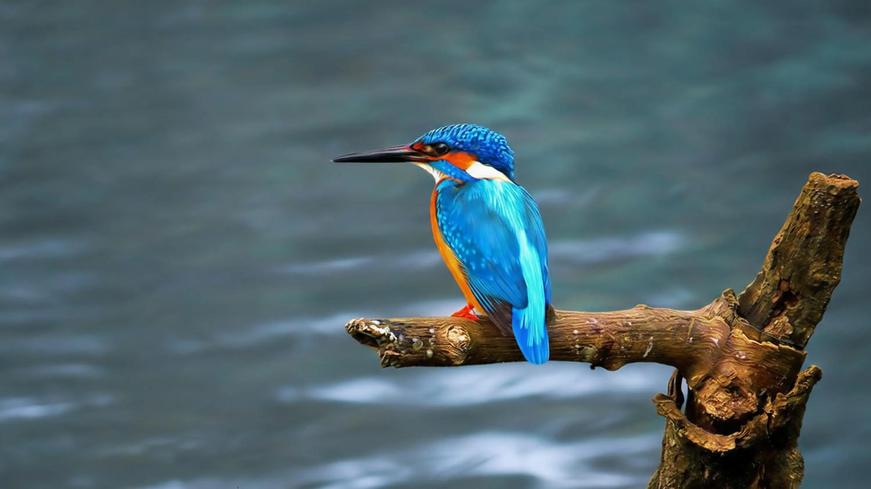 Natural landscape in Waterland