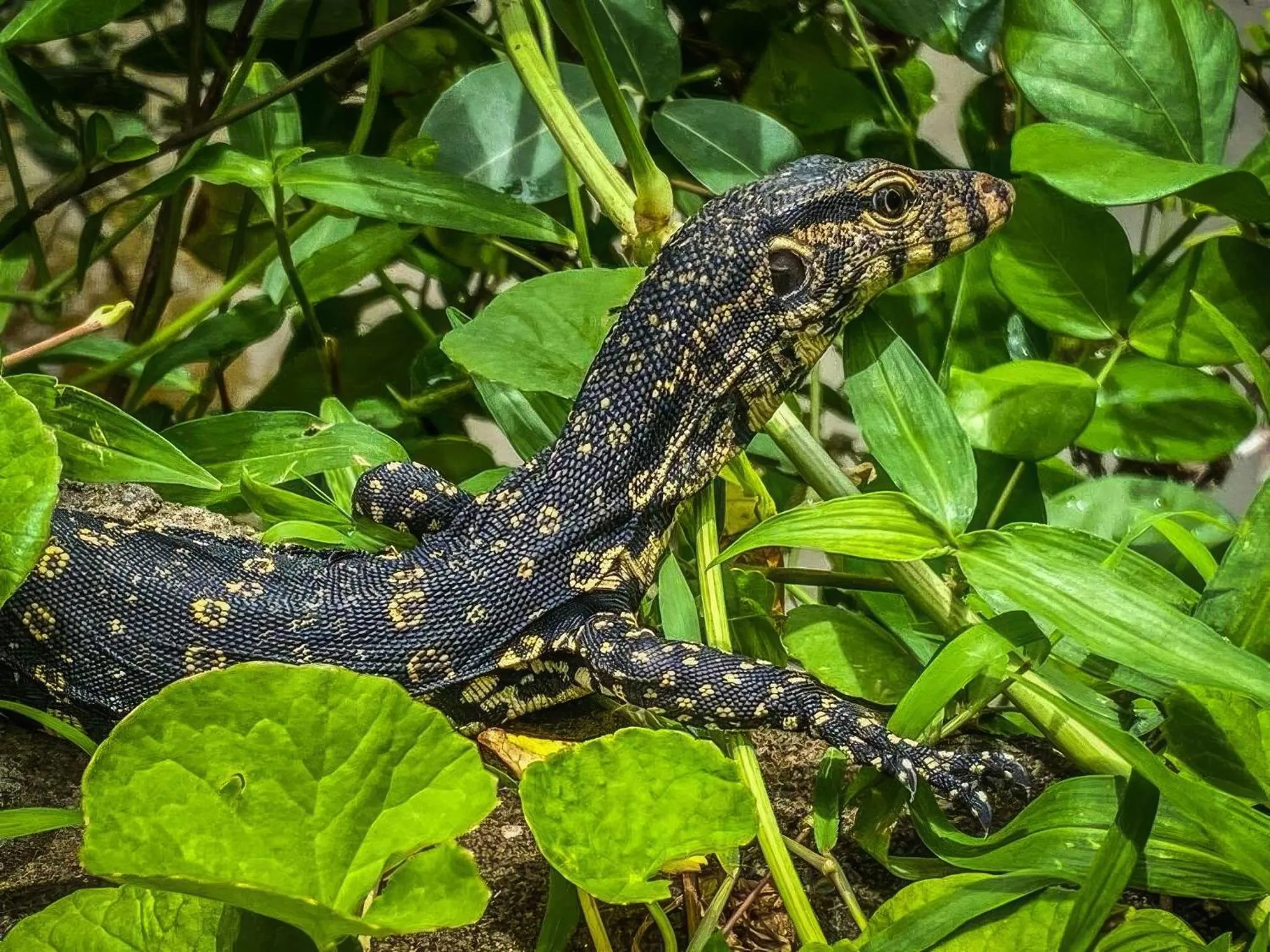 Natural landscape in Waterland