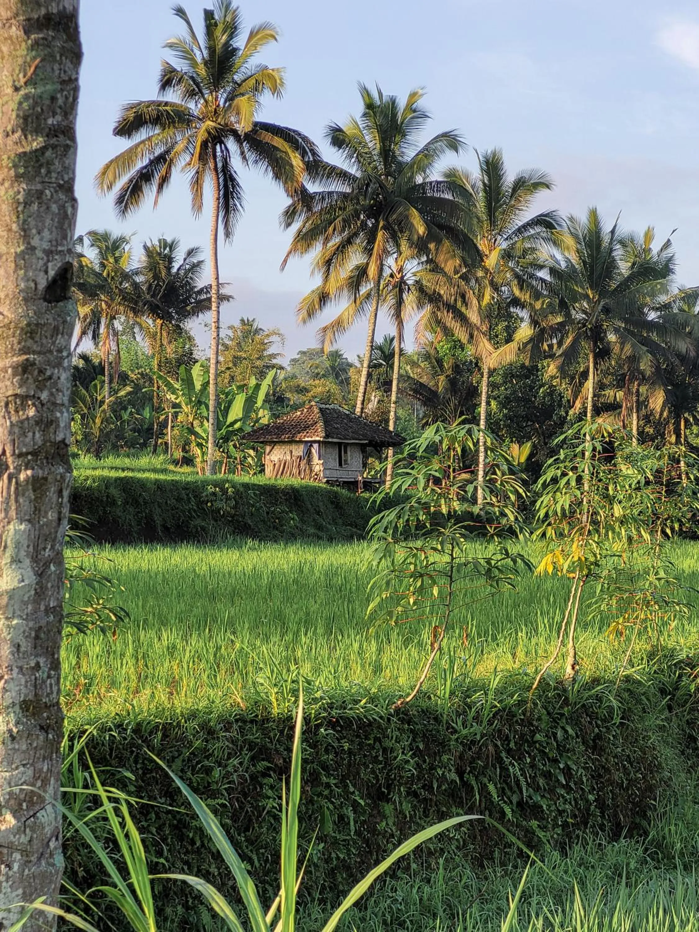 Natural landscape in Les Rizieres Lombok - Tetebatu