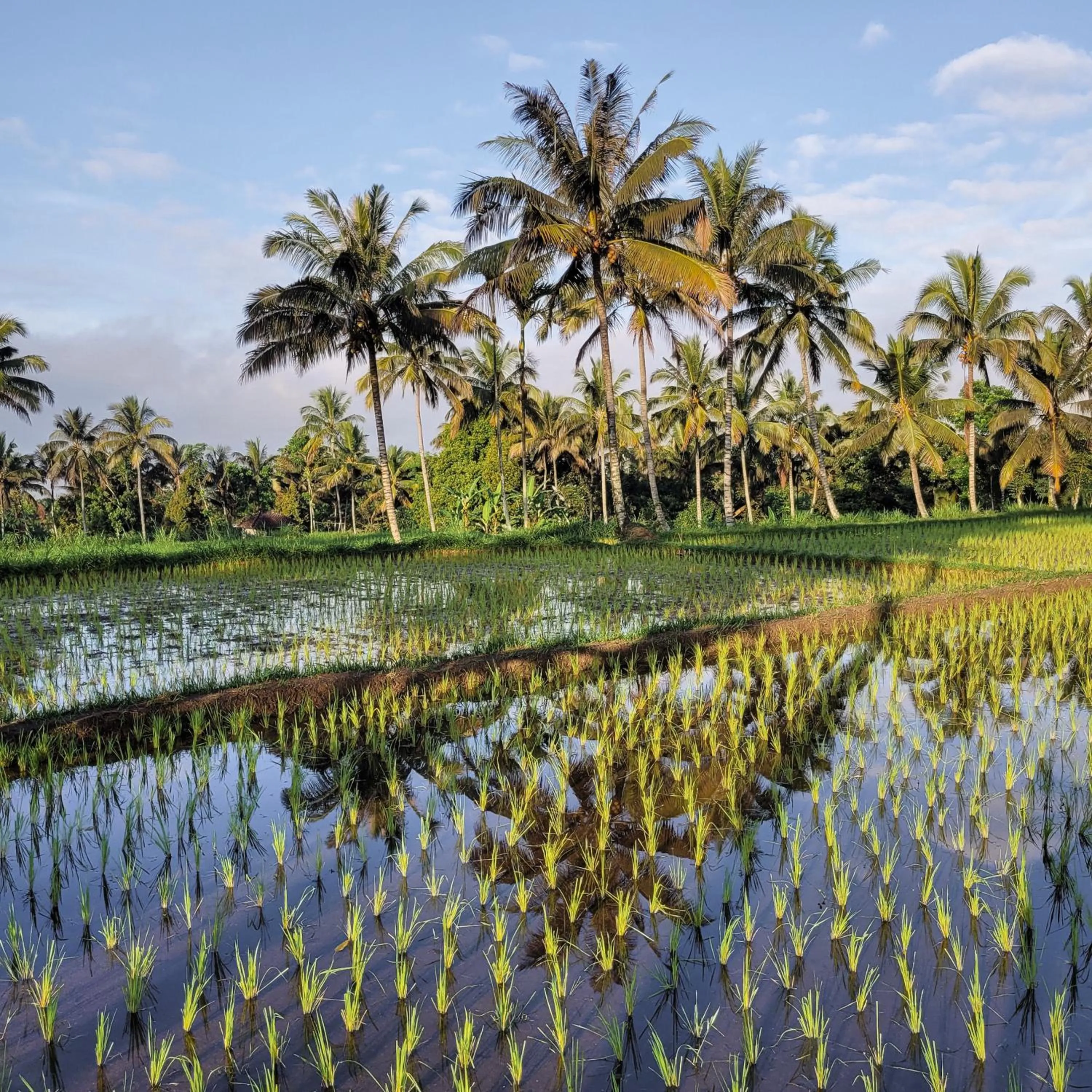 Natural landscape in Les Rizieres Lombok - Tetebatu