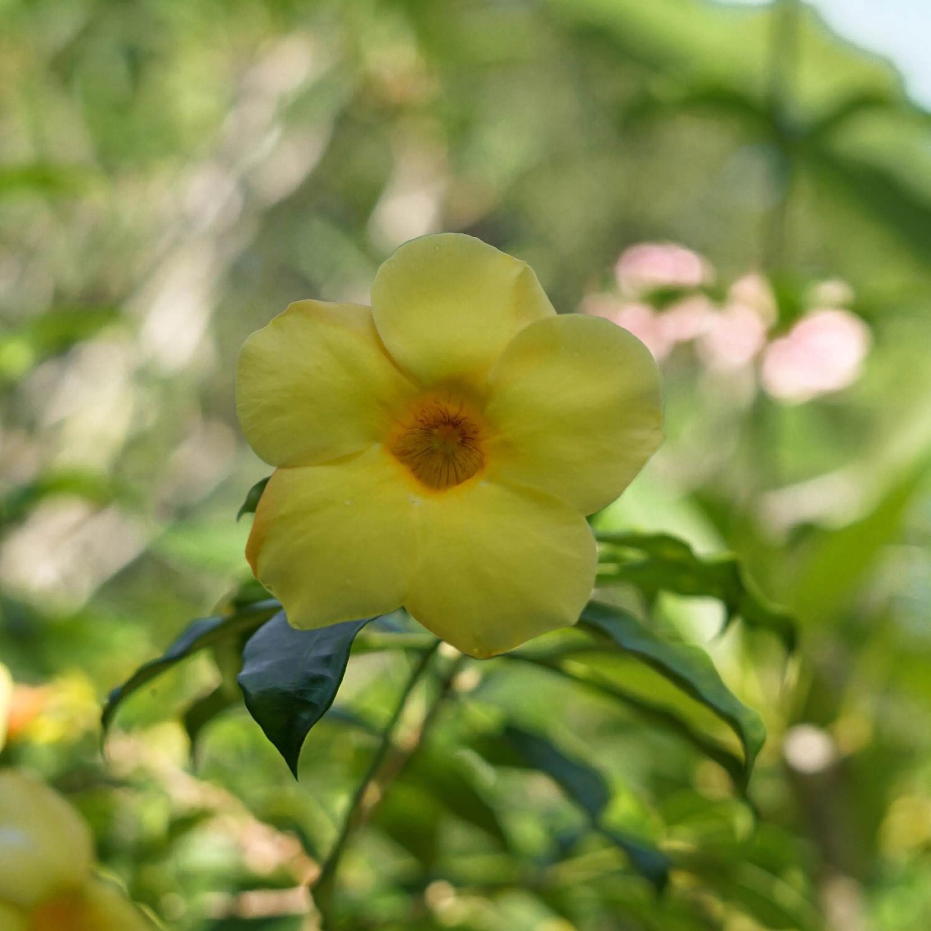 Garden in Les Rizieres Lombok - Tetebatu