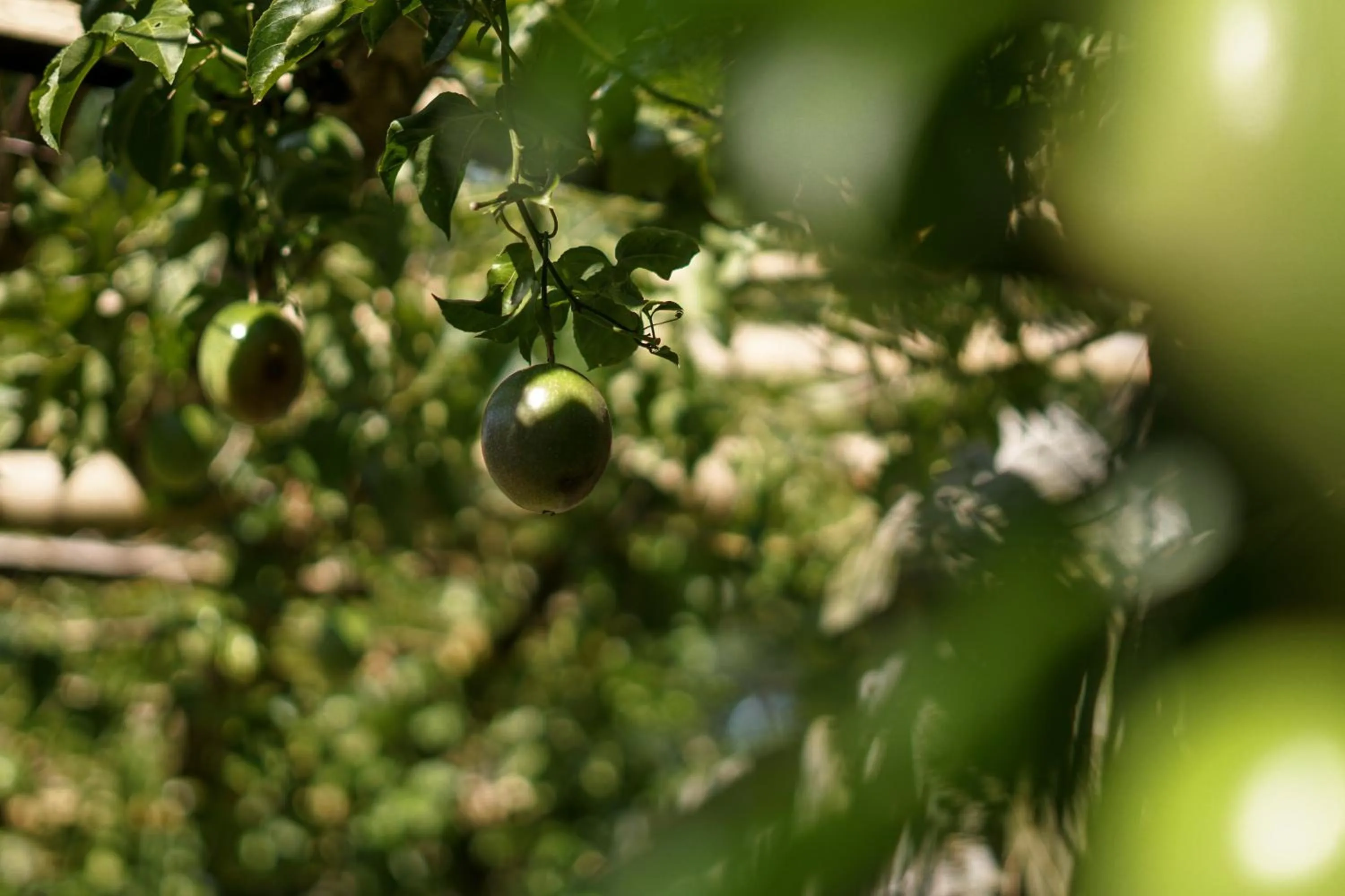 Garden in Les Rizieres Lombok - Tetebatu