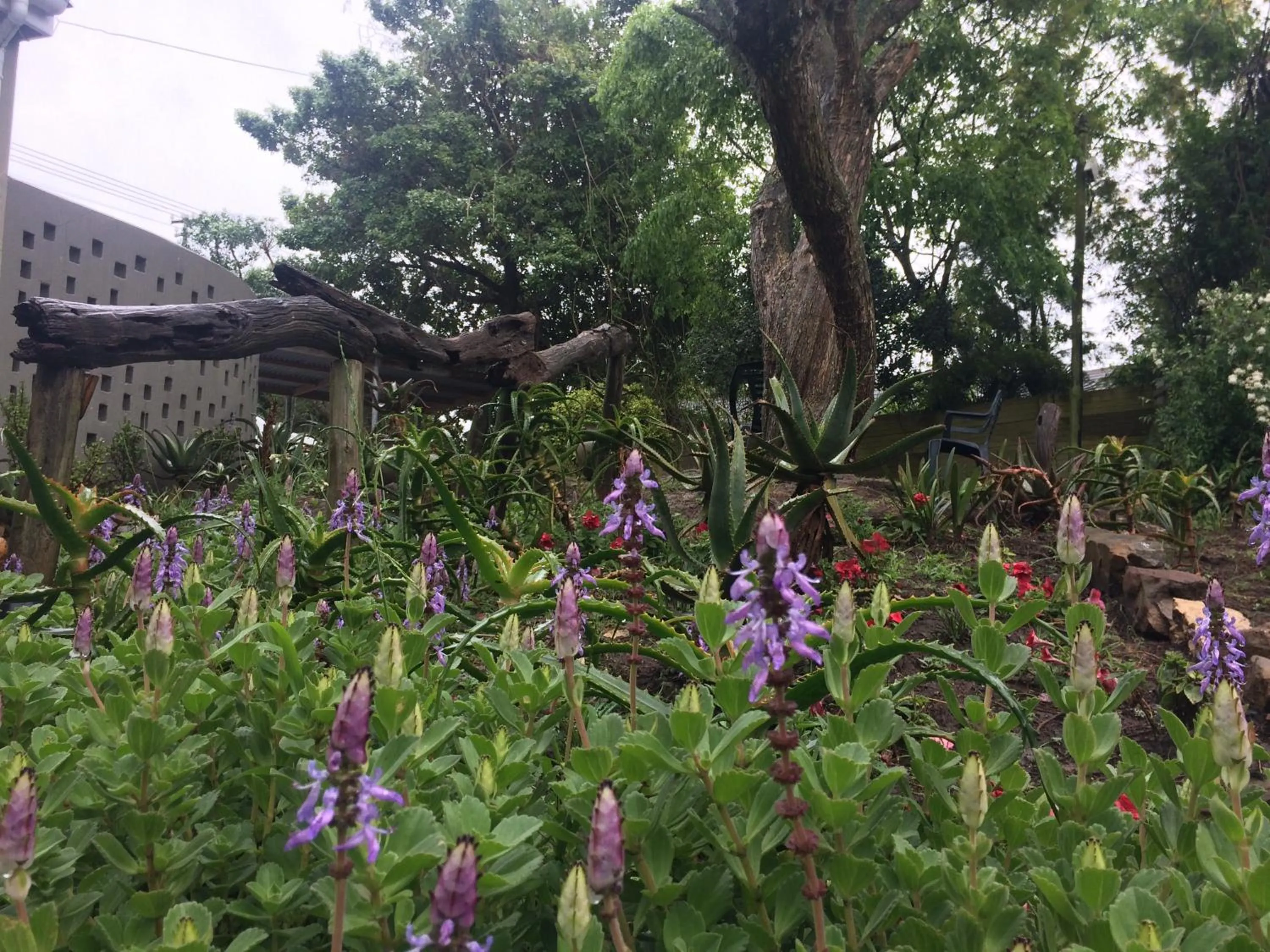 Garden in 30 on Oatlands Road