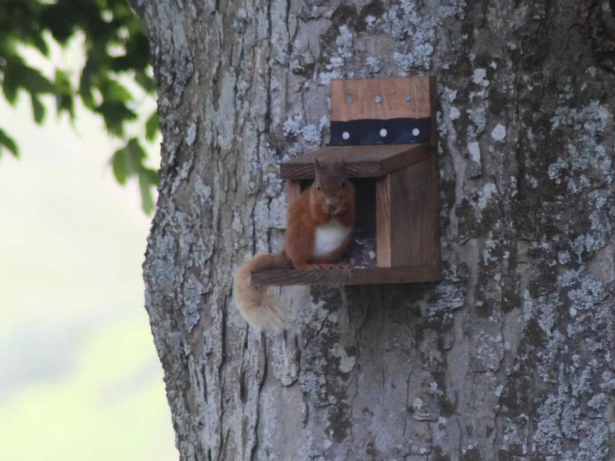 Animals in Lane Head Farm Country Guest House